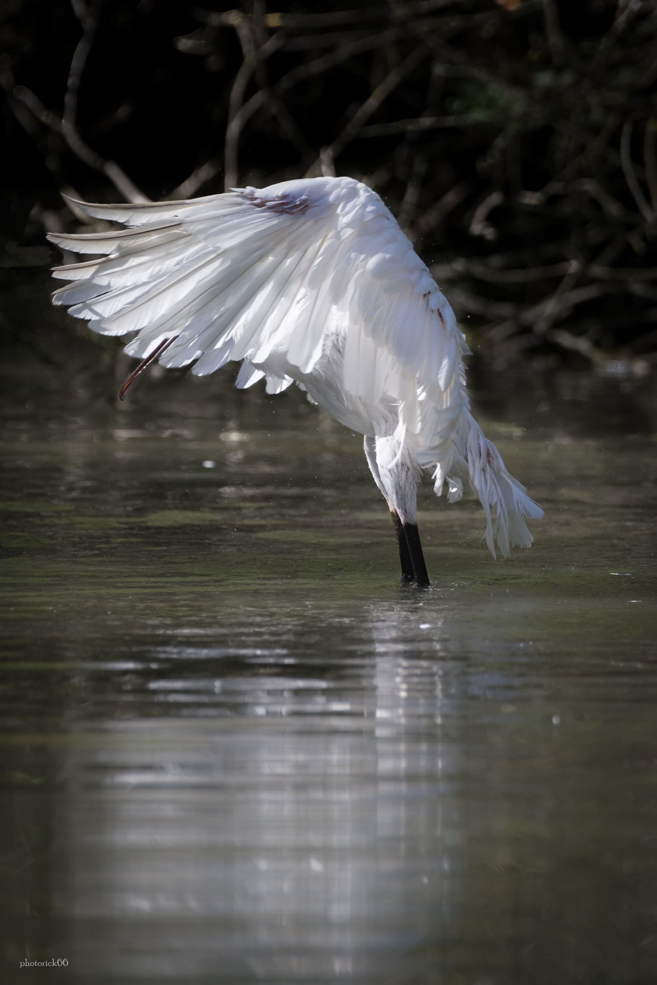 Spatula.. in a flai of wings