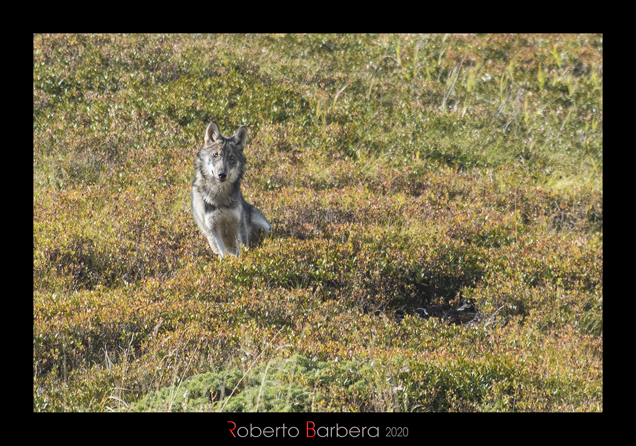 Wolf, Ligurian Alps
