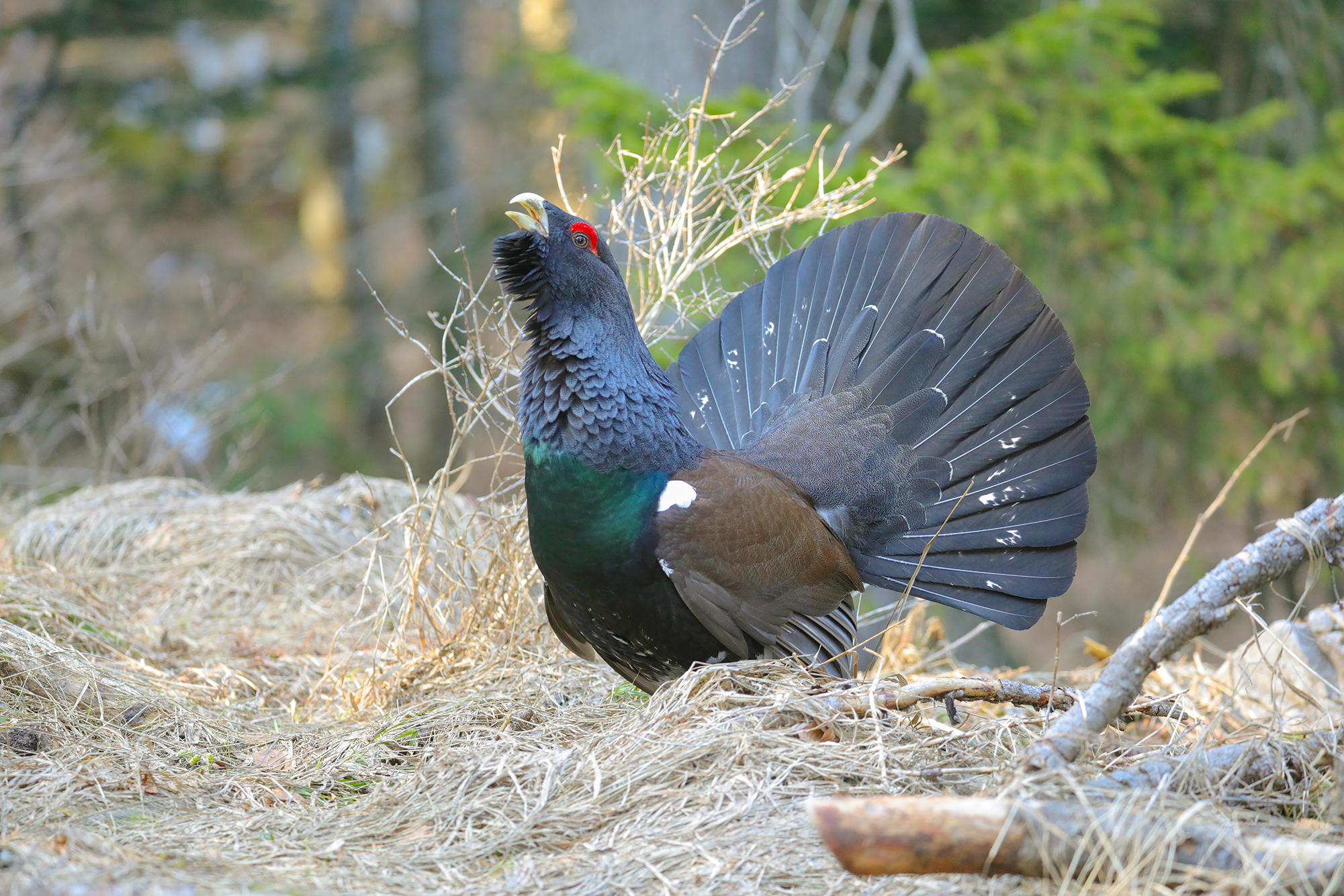 Tra l'erba secca, nel bosco. Gallo cedrone