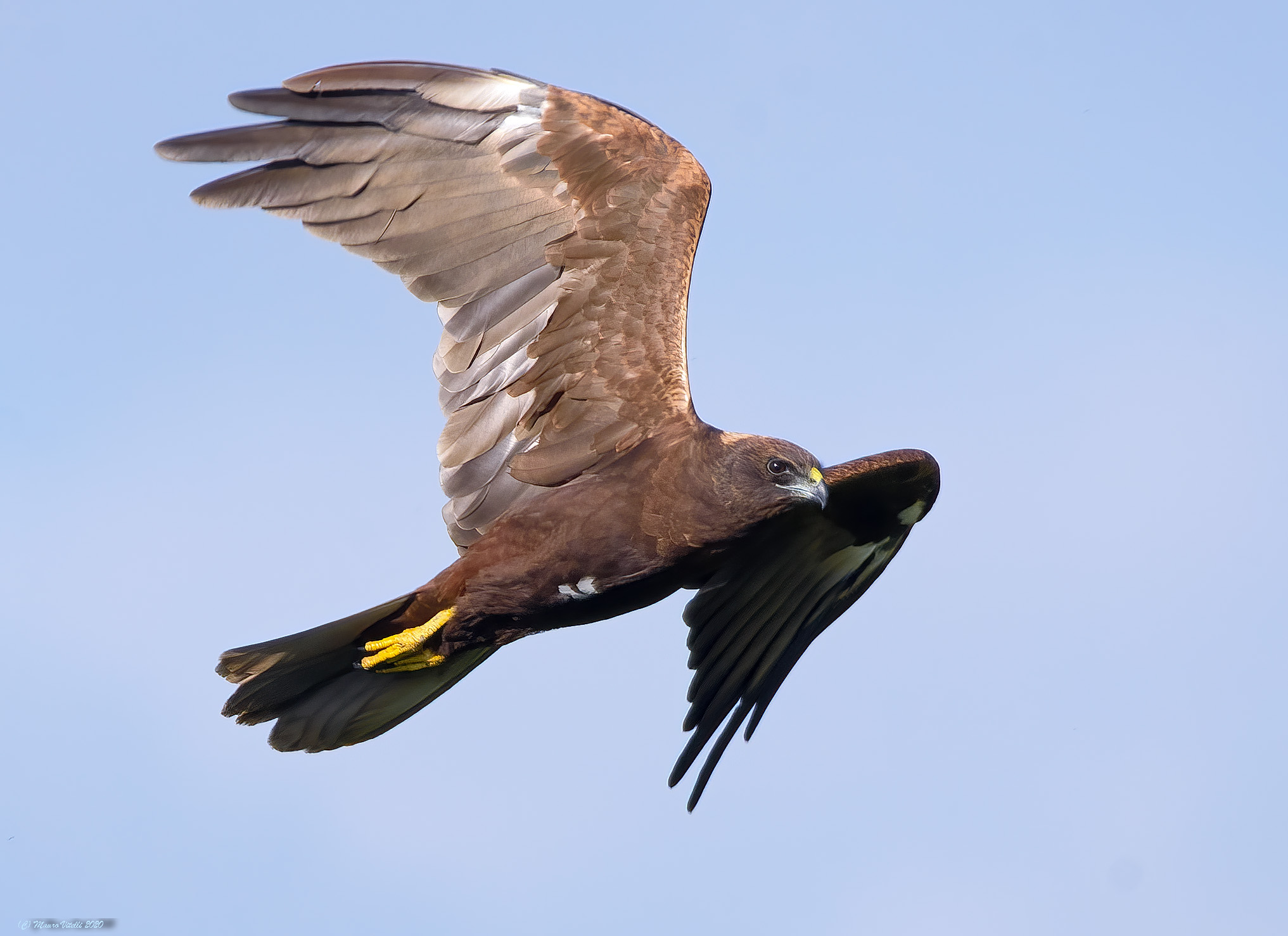 Swamp Hawk (Circus aeruginosus)