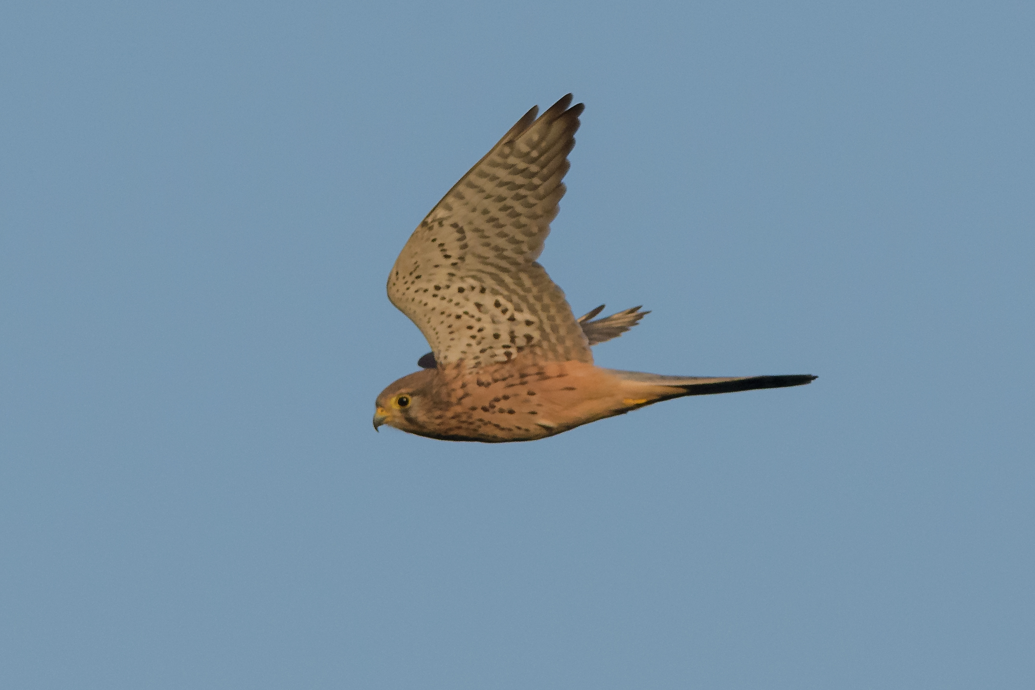 Kestrel