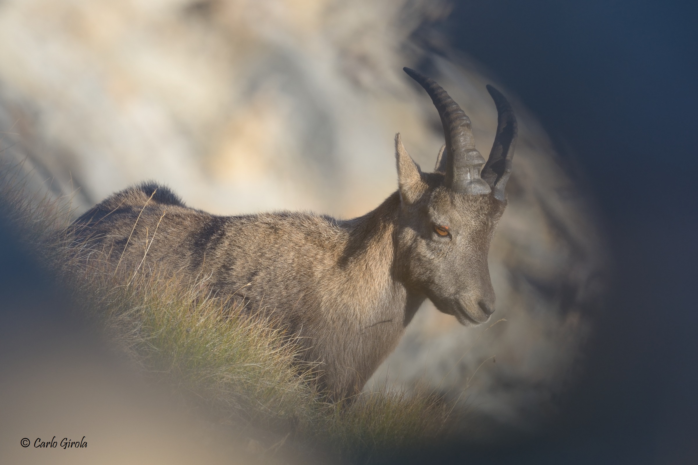 Lo Stambecco nascosto