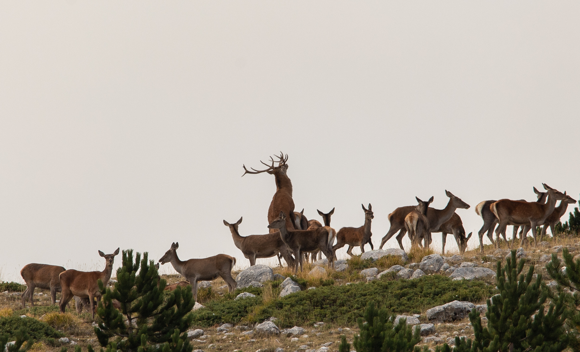 sotto a chi tocca....