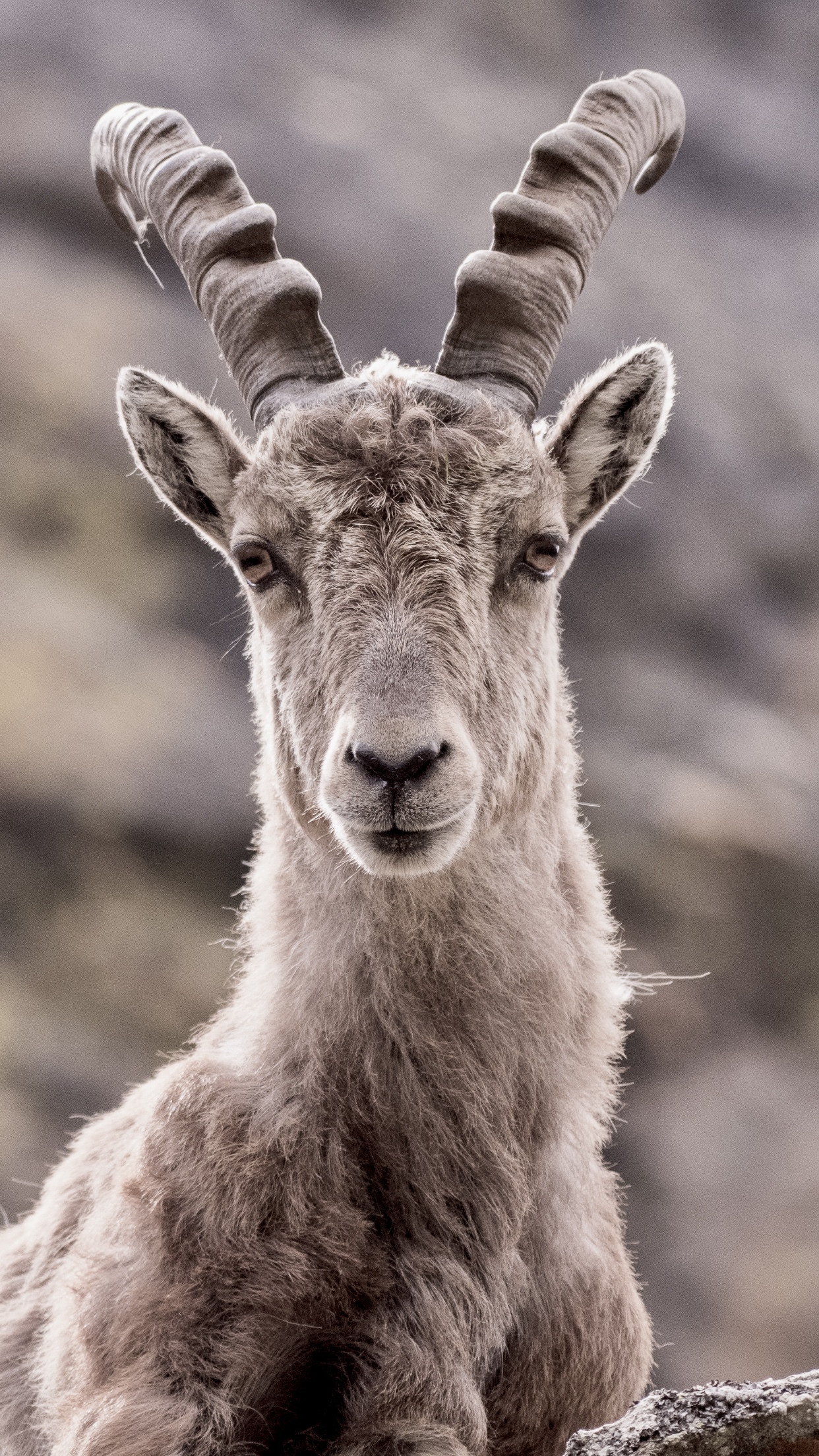 Young ibex