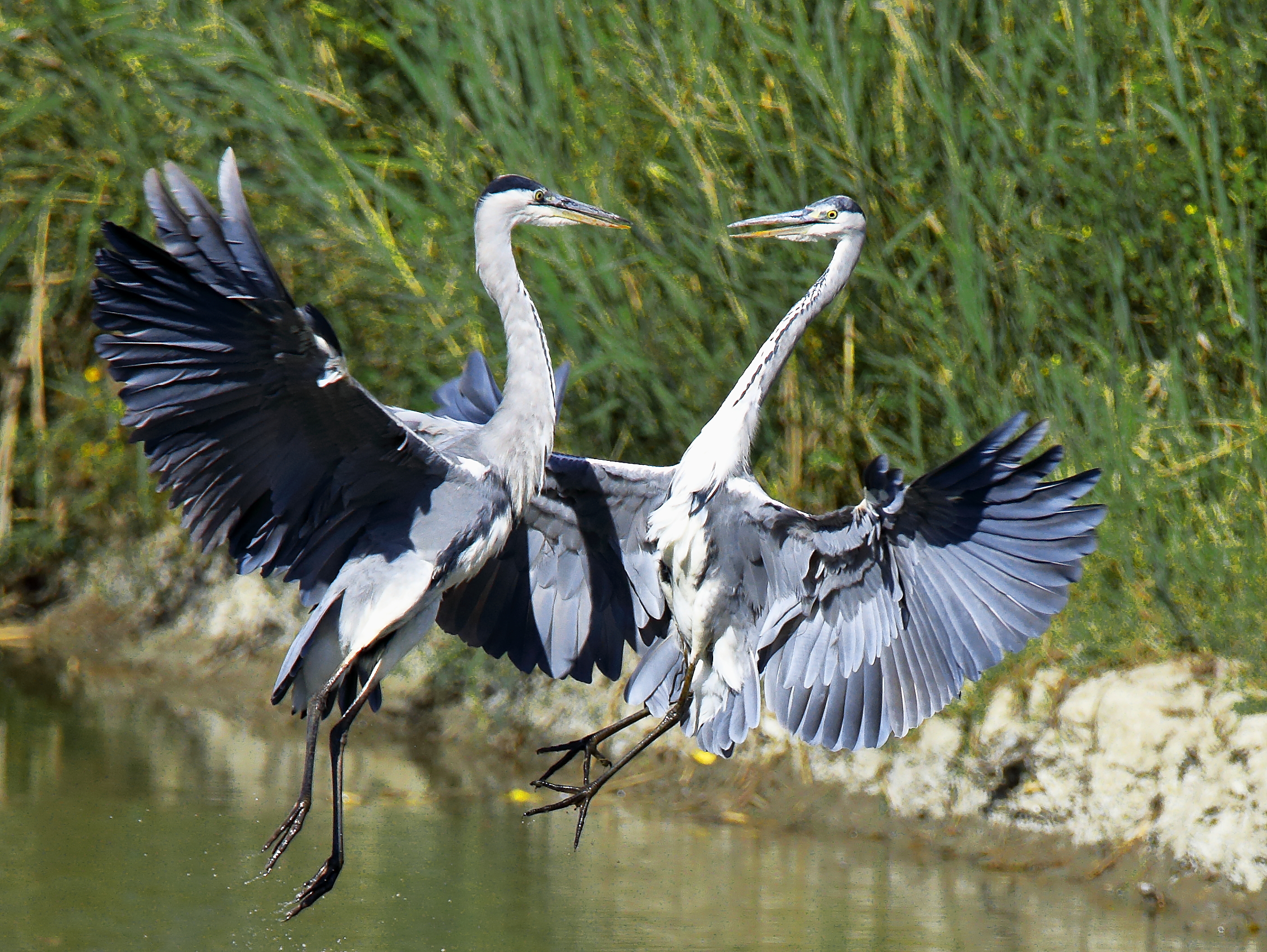 ...cenerini in disaccordo...