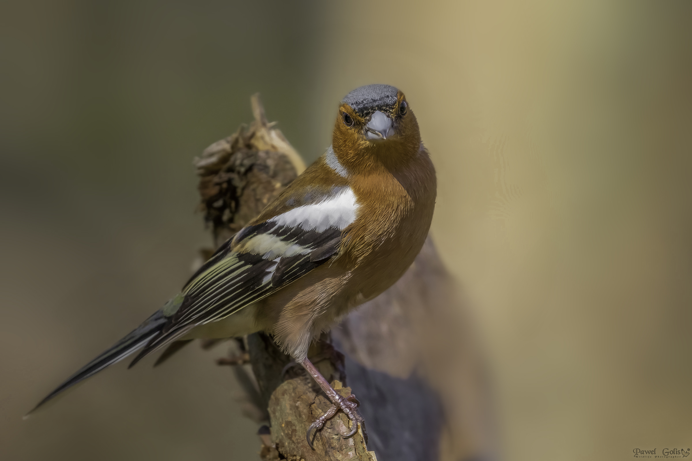 Chaffinch comune (Fringilla coelebs)