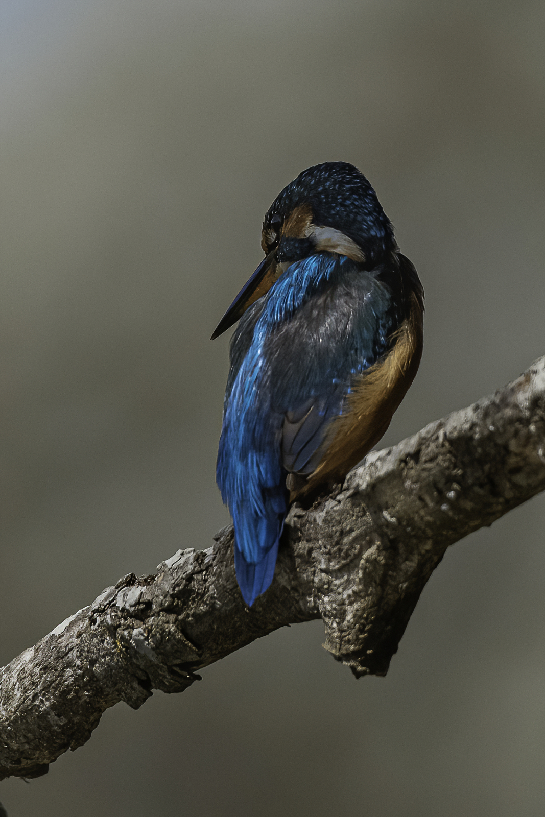 il martino preso alle spalle