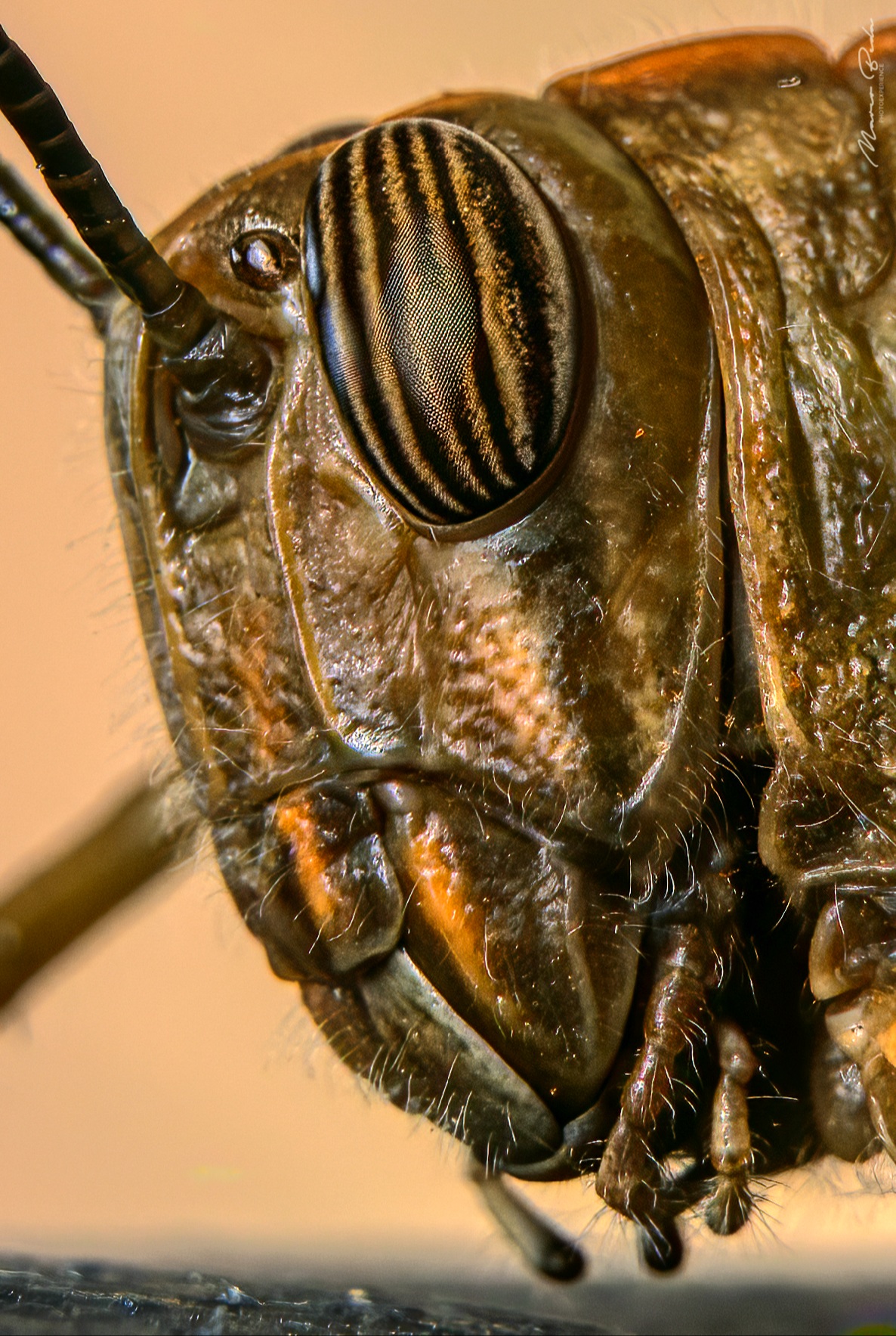 Alien.
