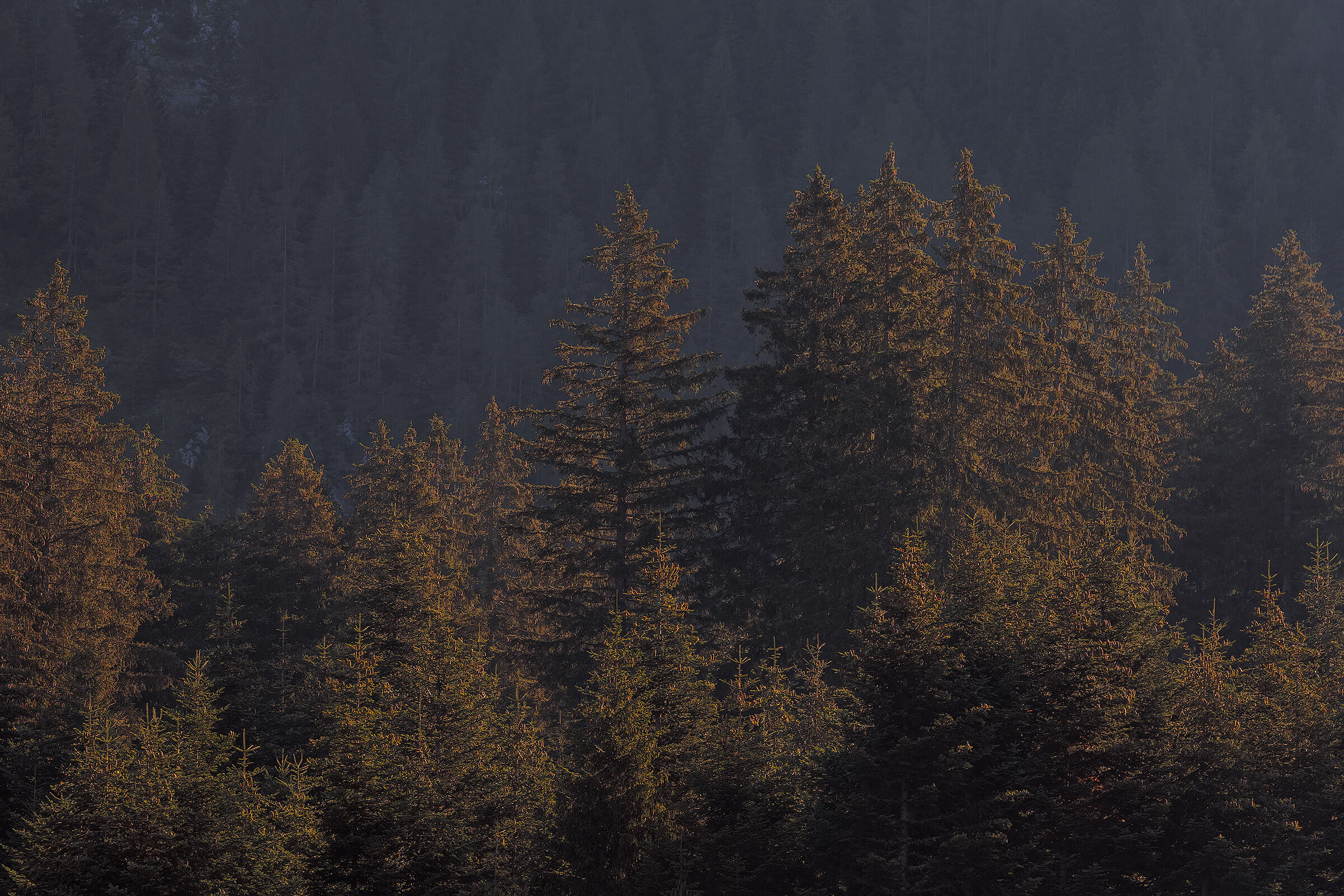 Anche gli alberi sgomitano per un po' di sole.