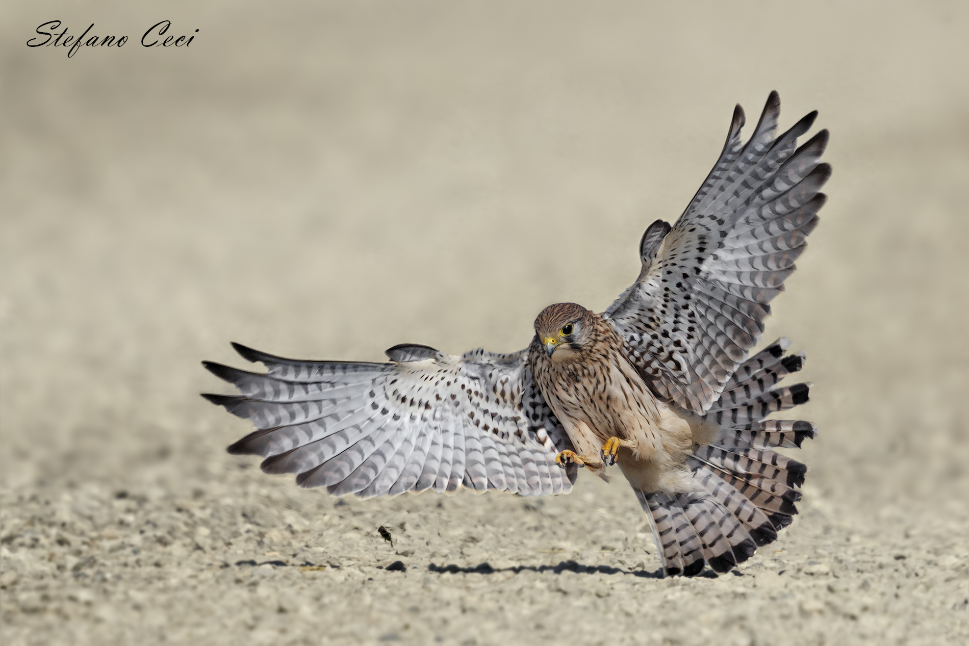 Gheppio a caccia di grilli