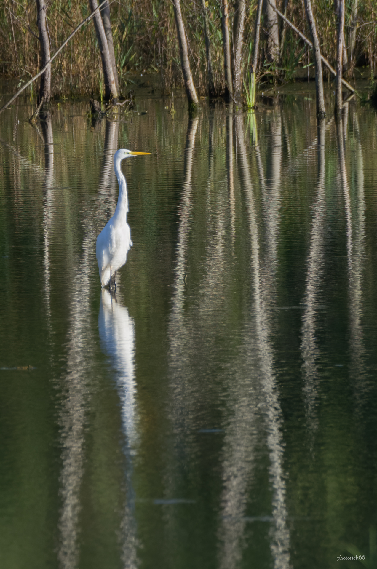 Greater White Heron in Habitat