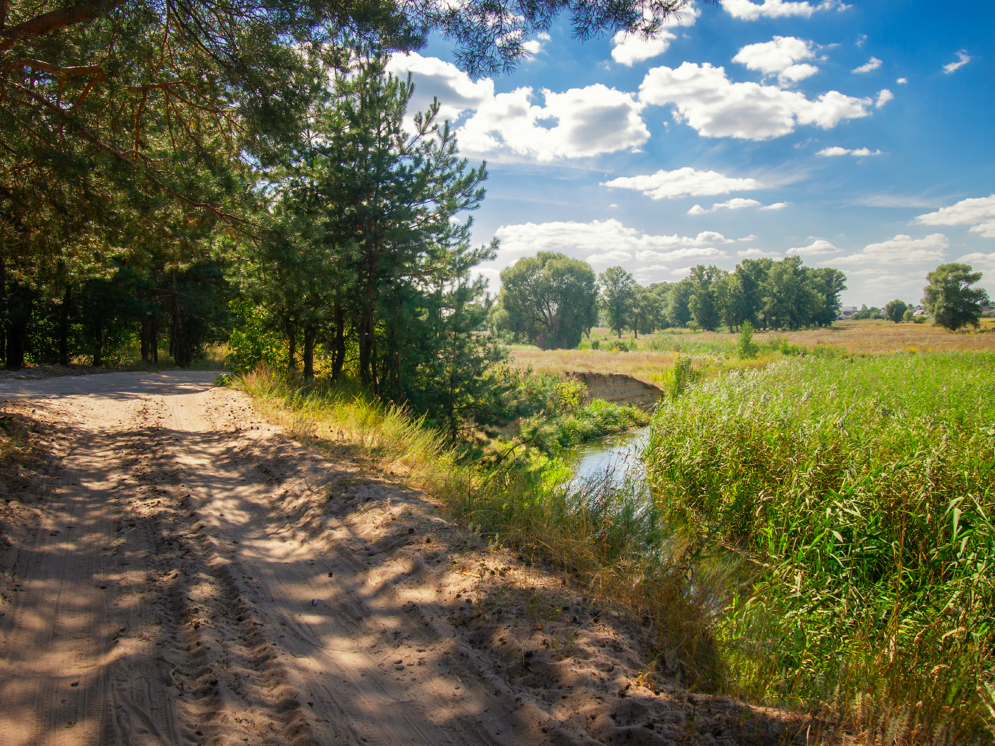 Summer day near the forest
