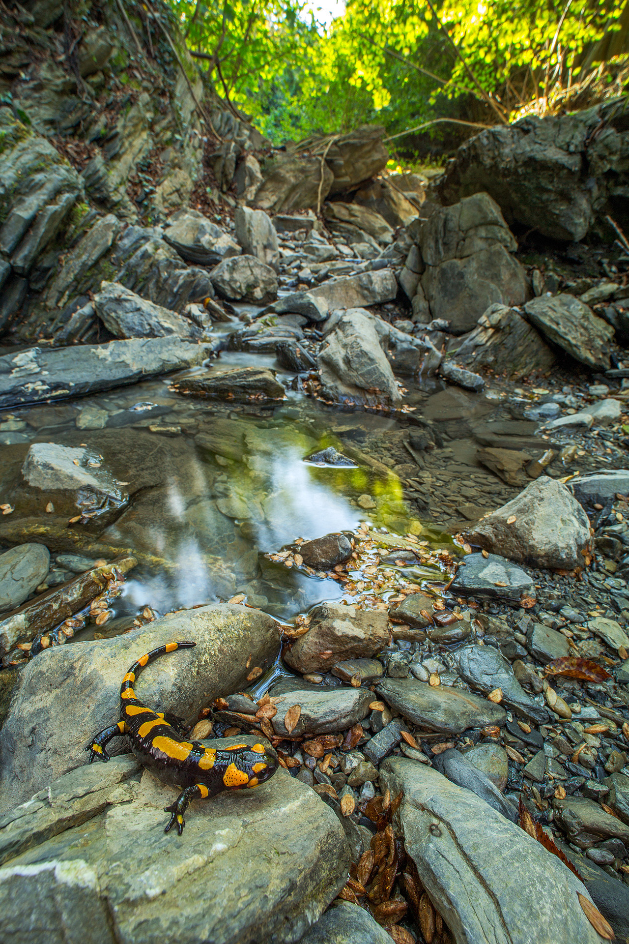 Salamandra pezzata (Salamandra salamandra)