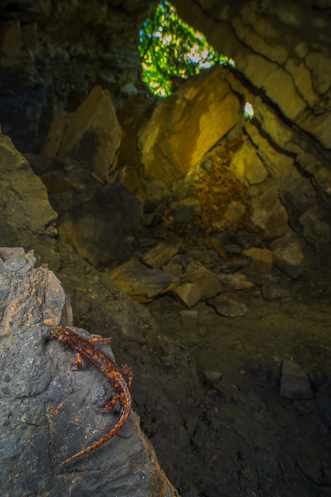 Geotritone of Strinati (Speleomantes strinatii)