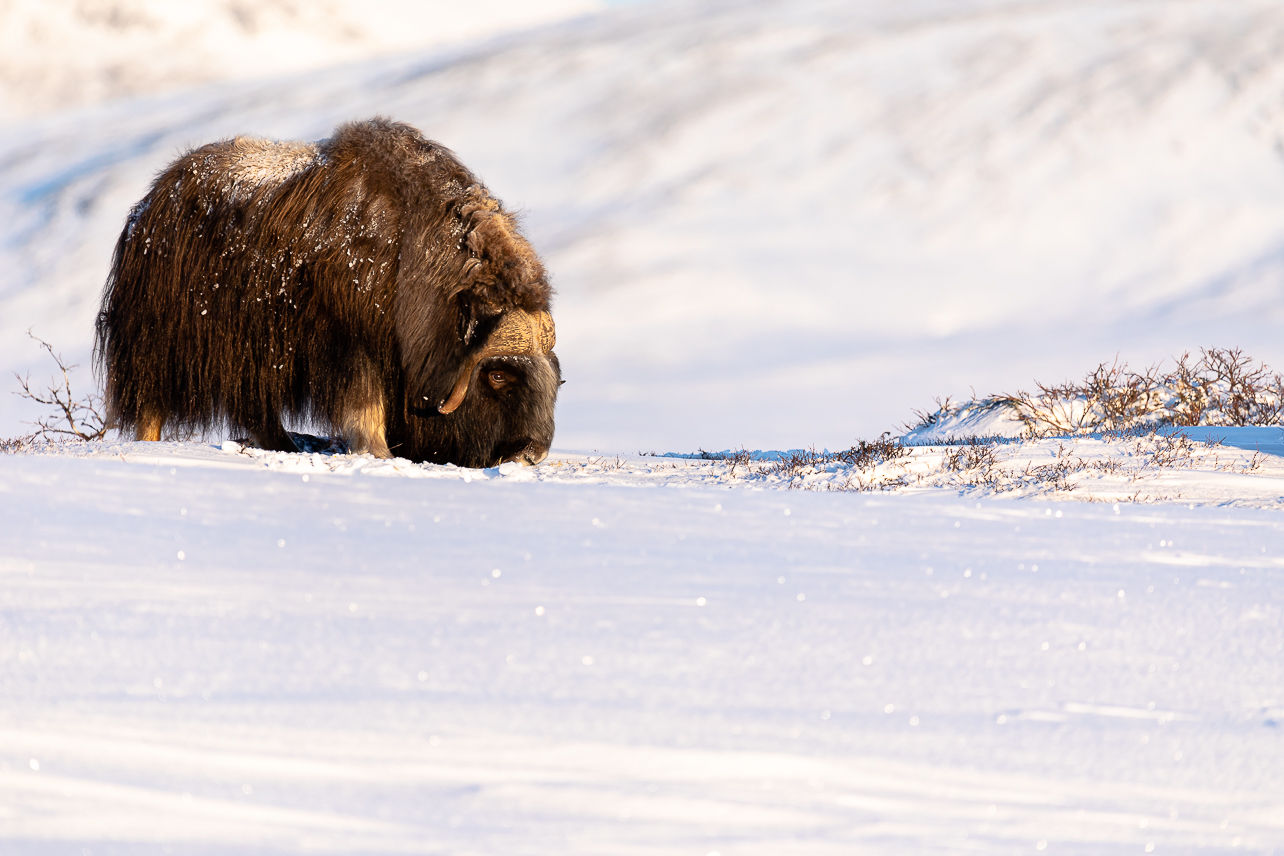 Musk Ox