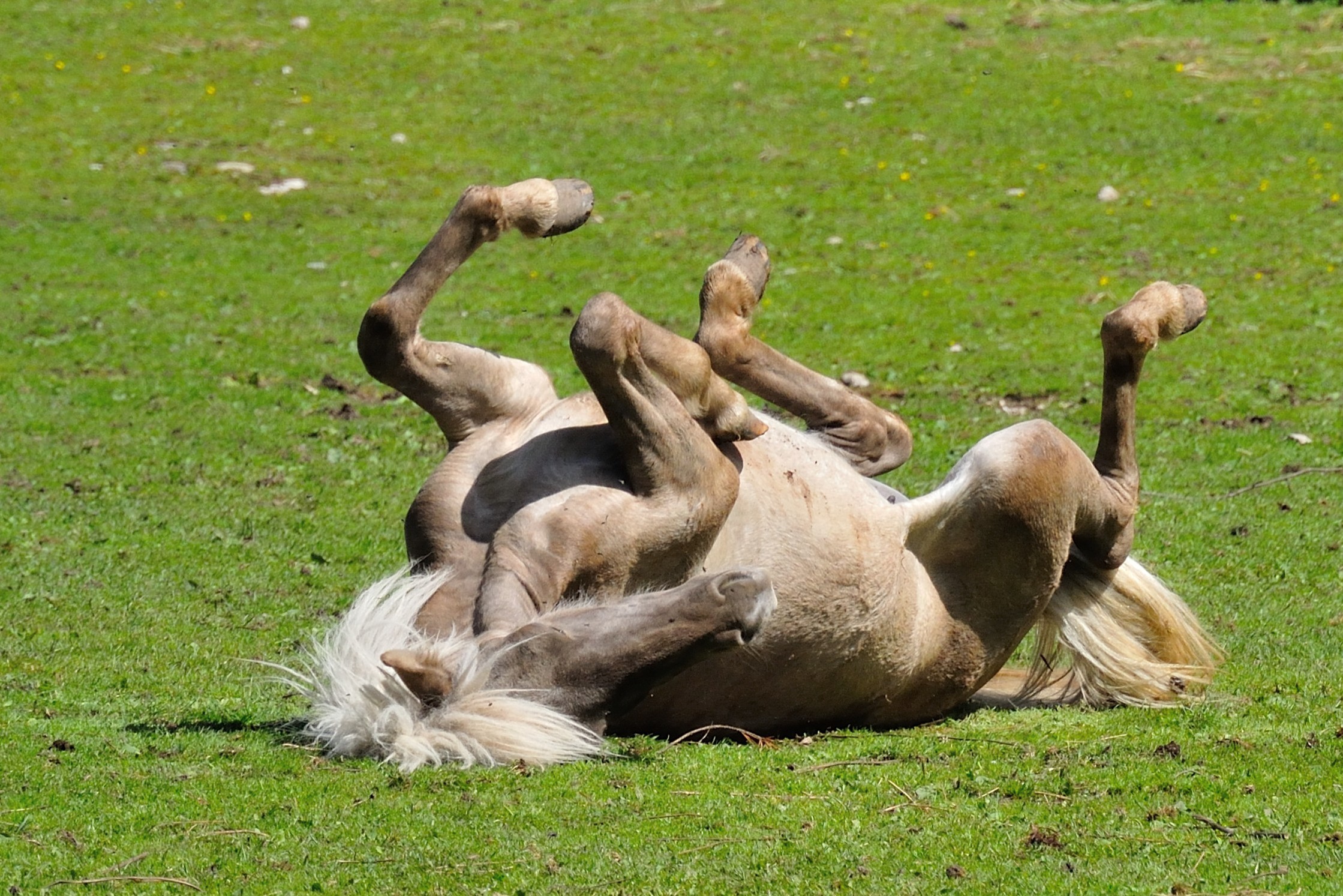 Una grattatina alla schiena....e via!