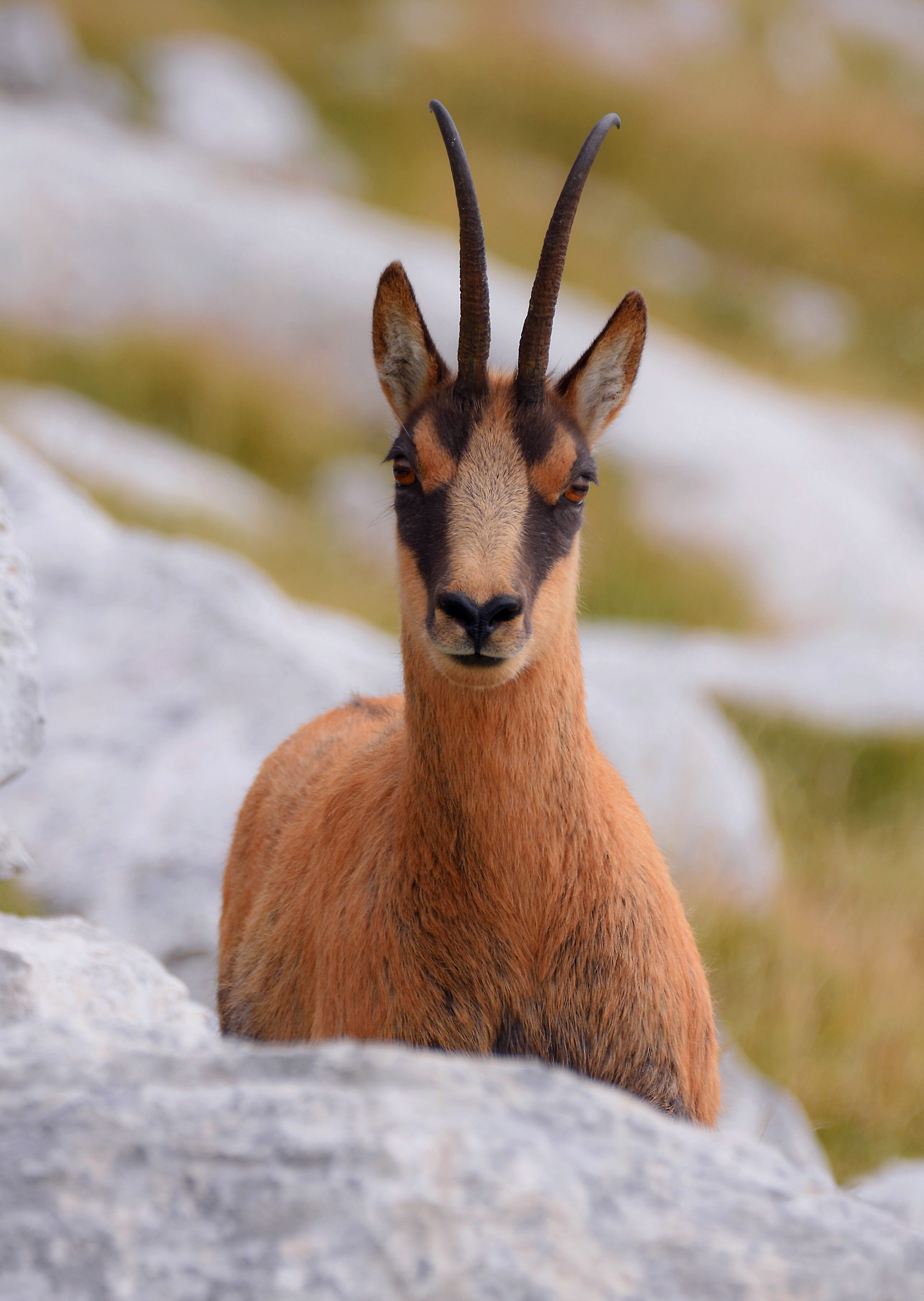 Rupicapra pyrenaica ornata