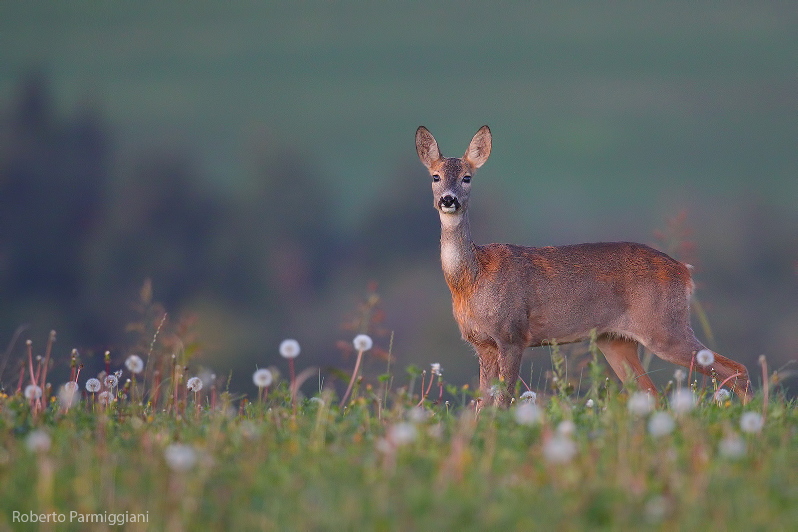 Composizione autunnale con capriolo