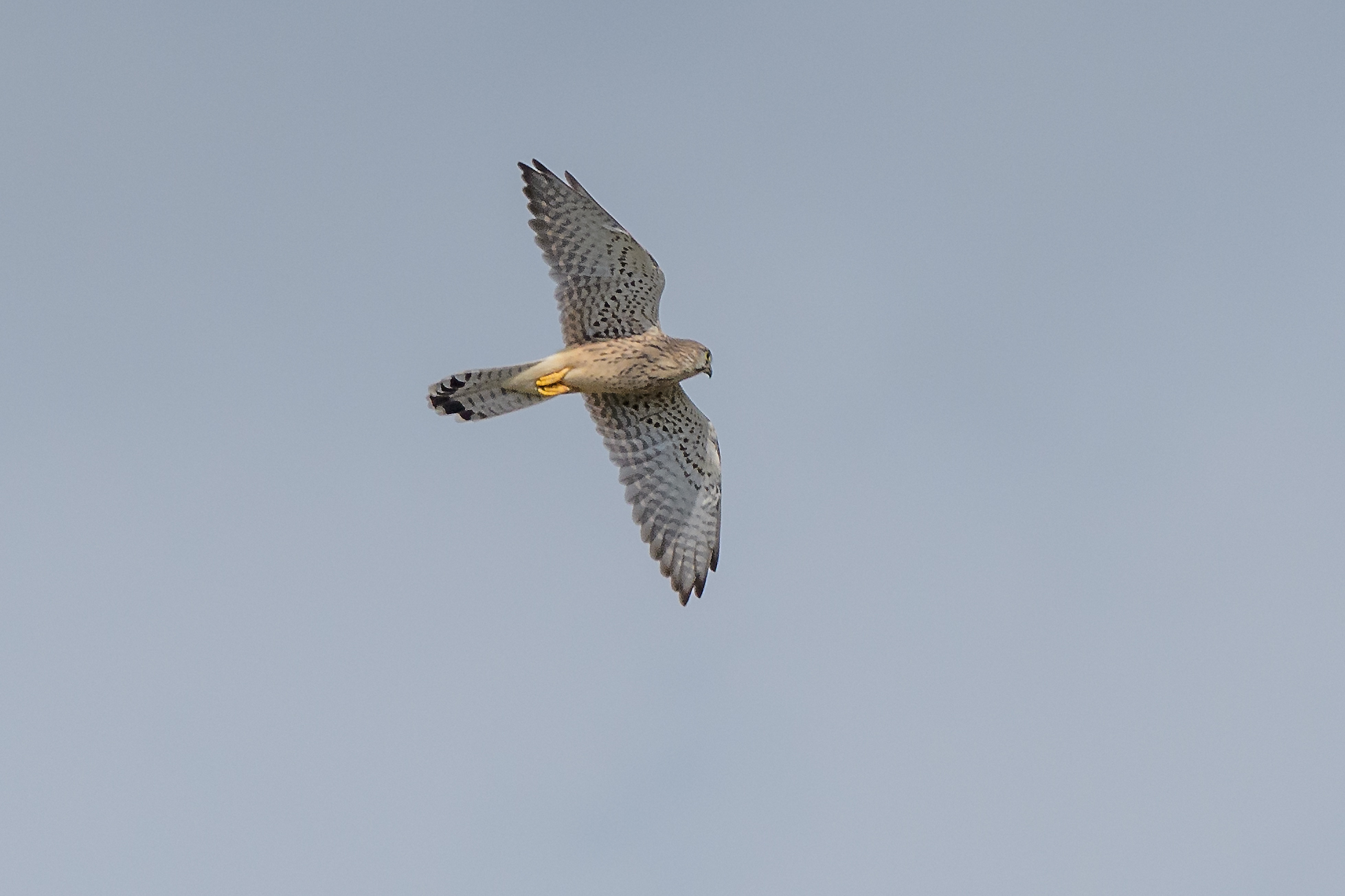 Kestrel