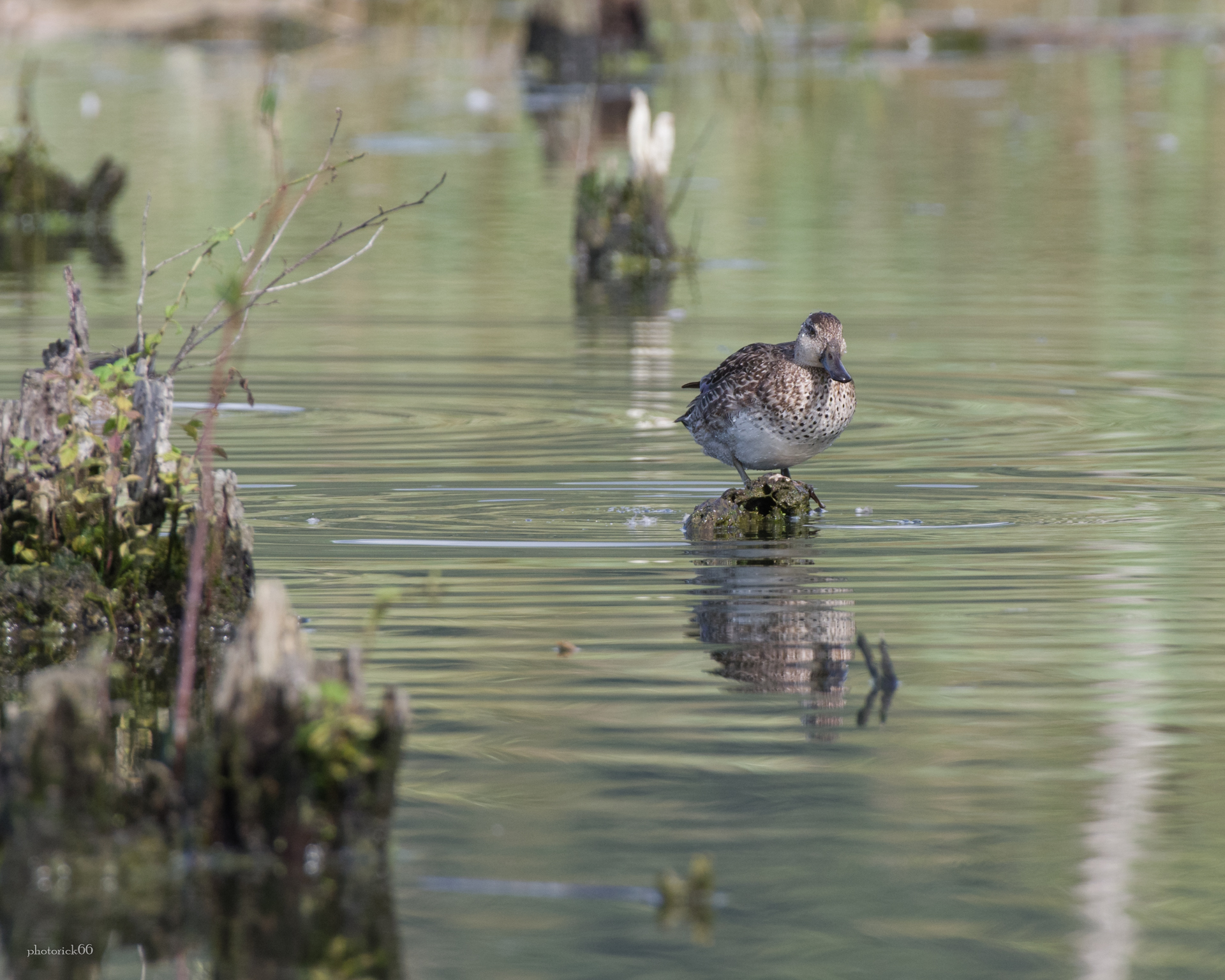 young male of Alzavola