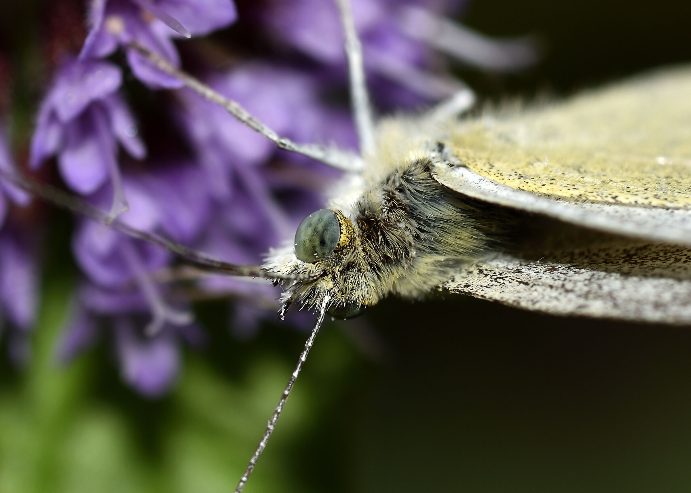 The Eye of the Butterfly