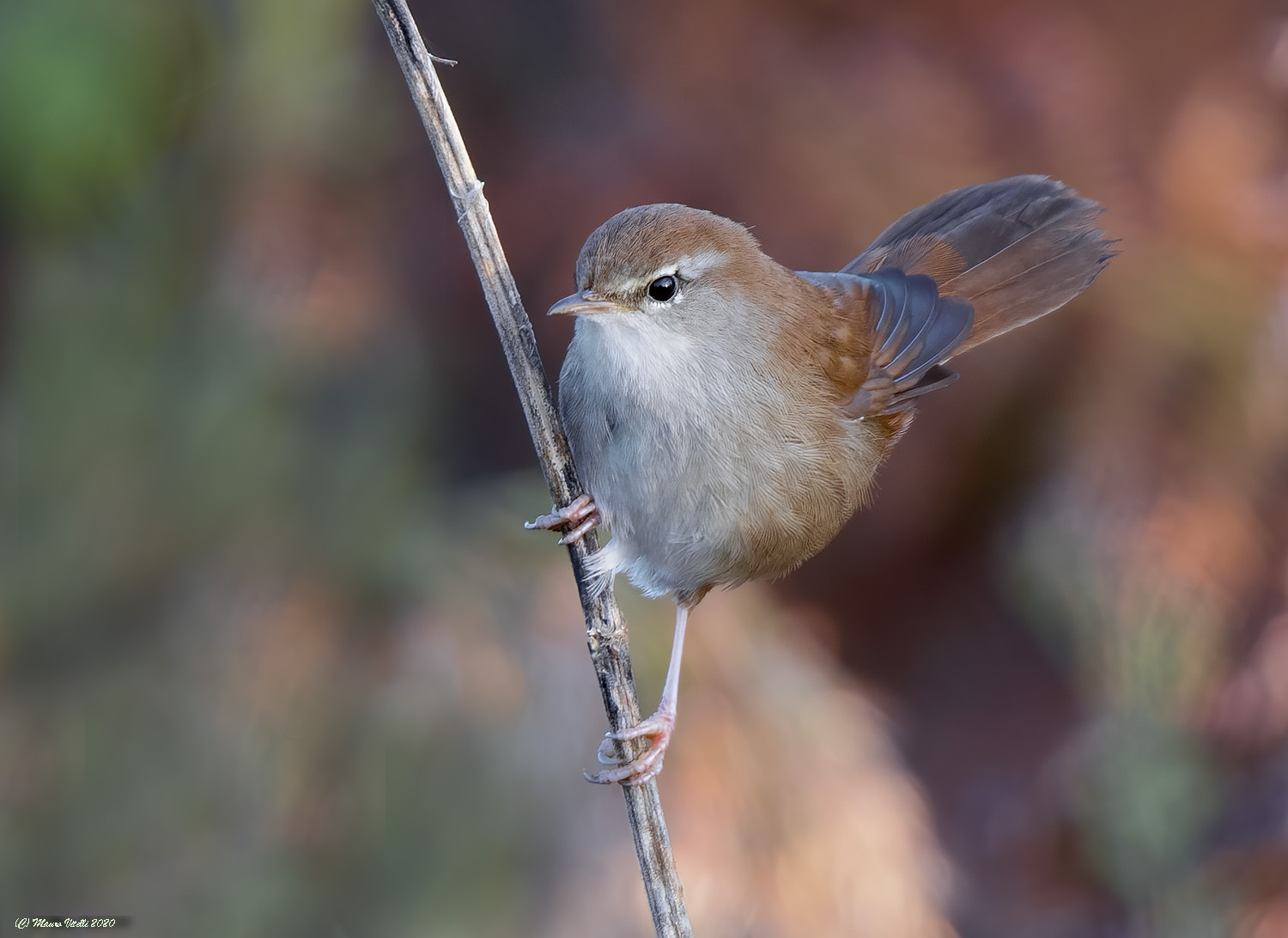 River Nightingale (Cettia cetti)