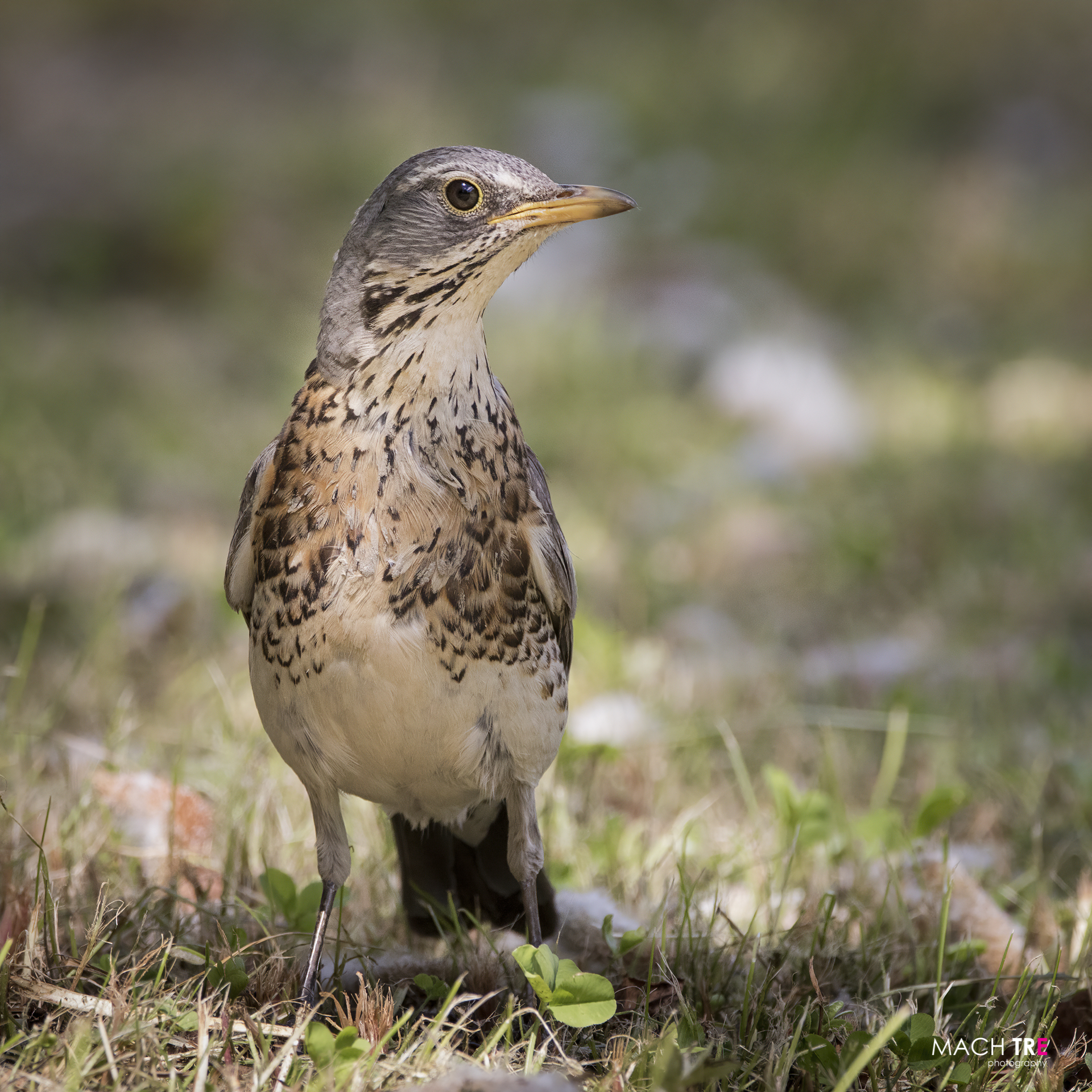 Cesena (Turdus pilaris)