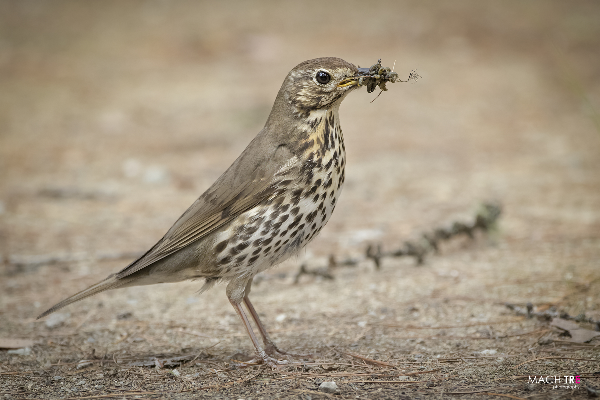Taurus (Turdus philomelos)