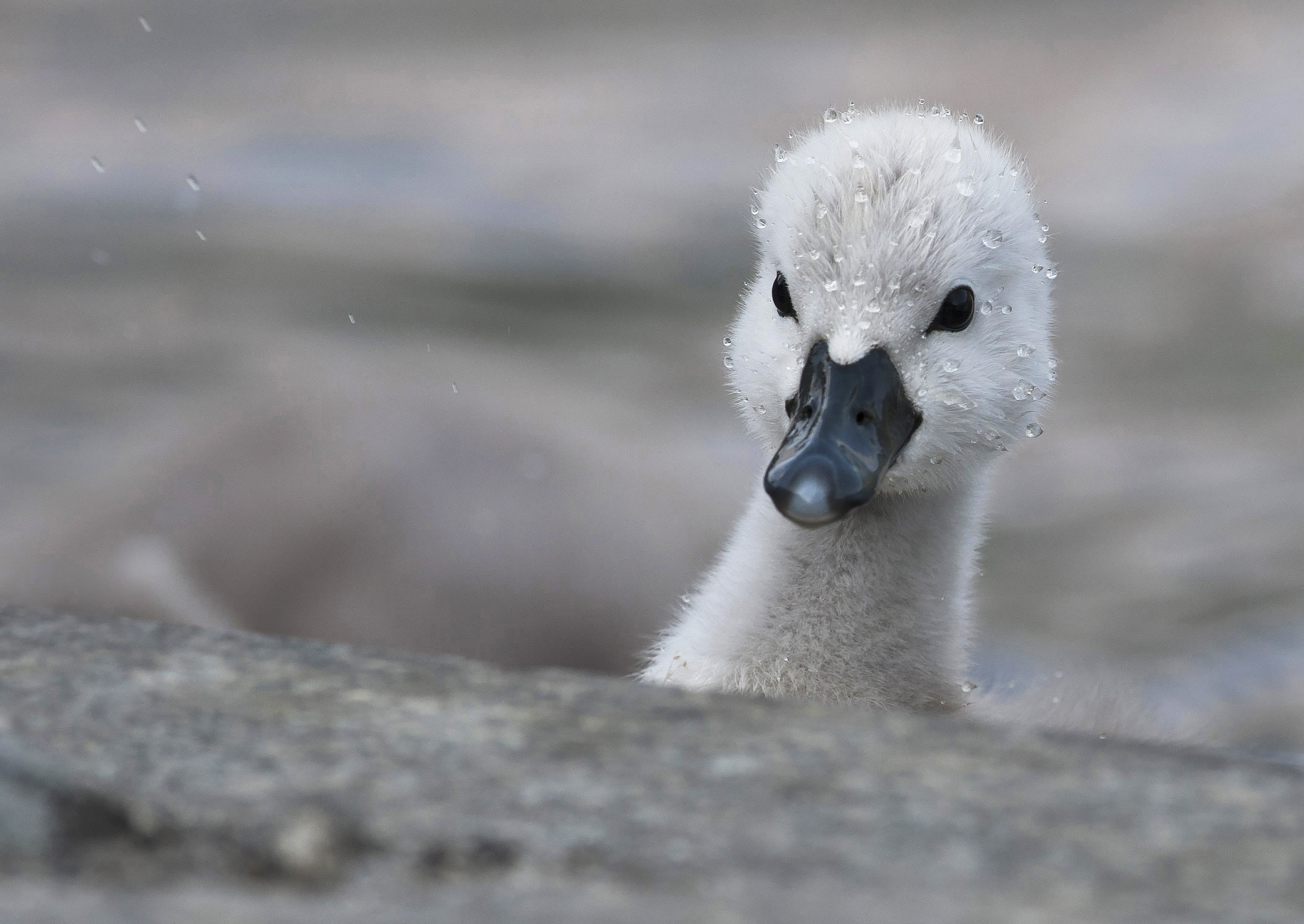Royal swan.