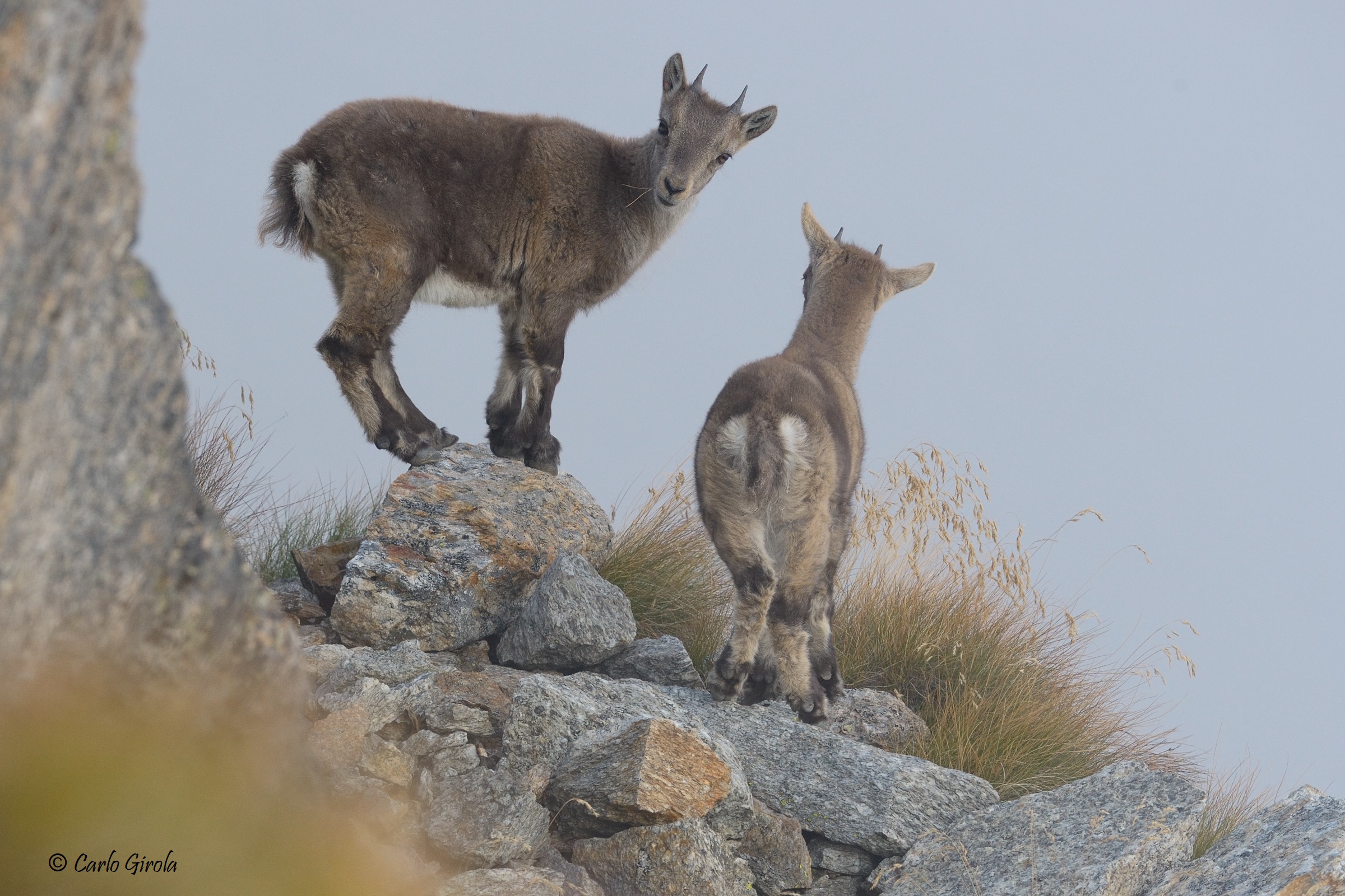 Young Ibex