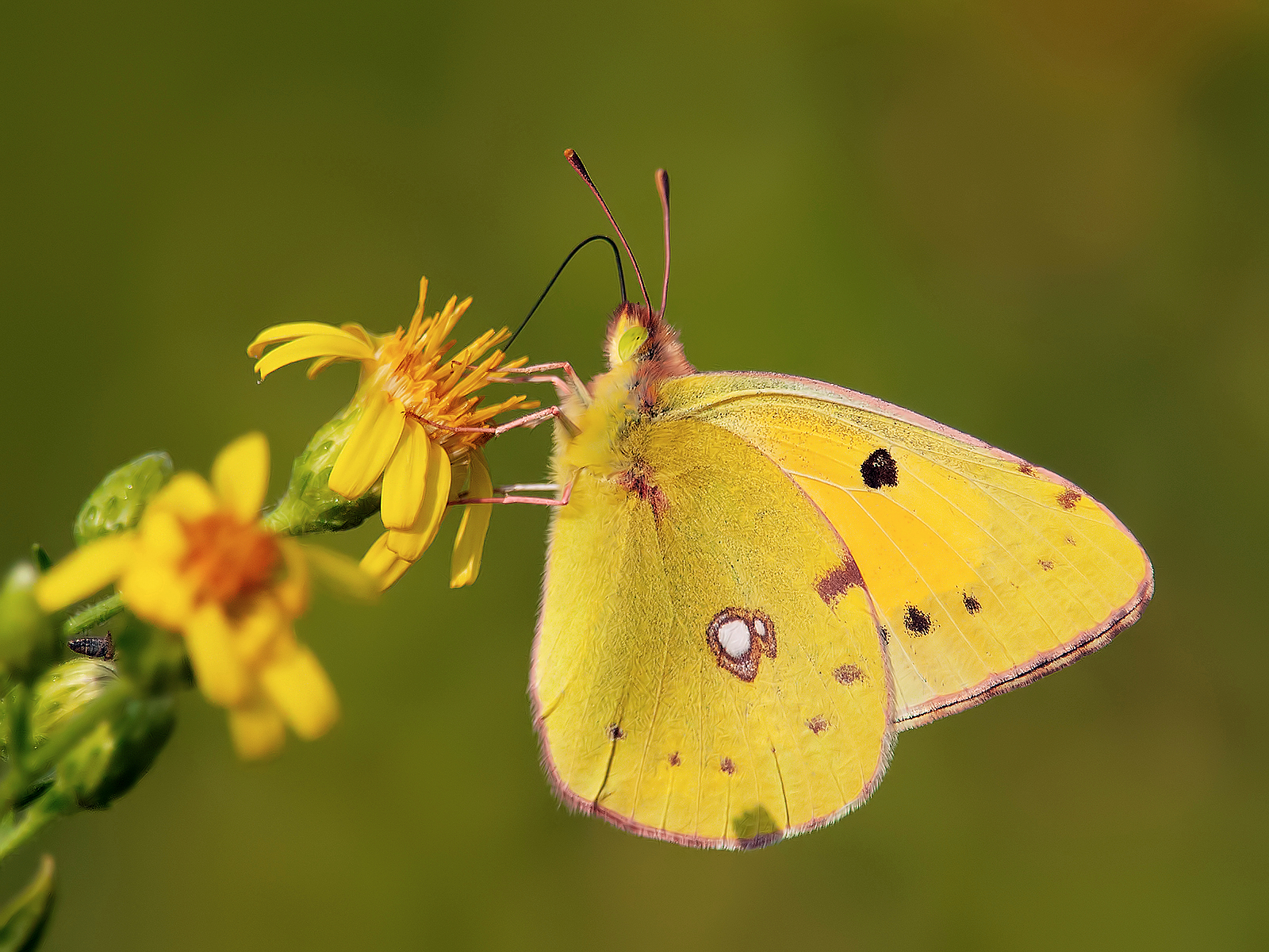 Butterfly colias alphacariensis (pieridae)