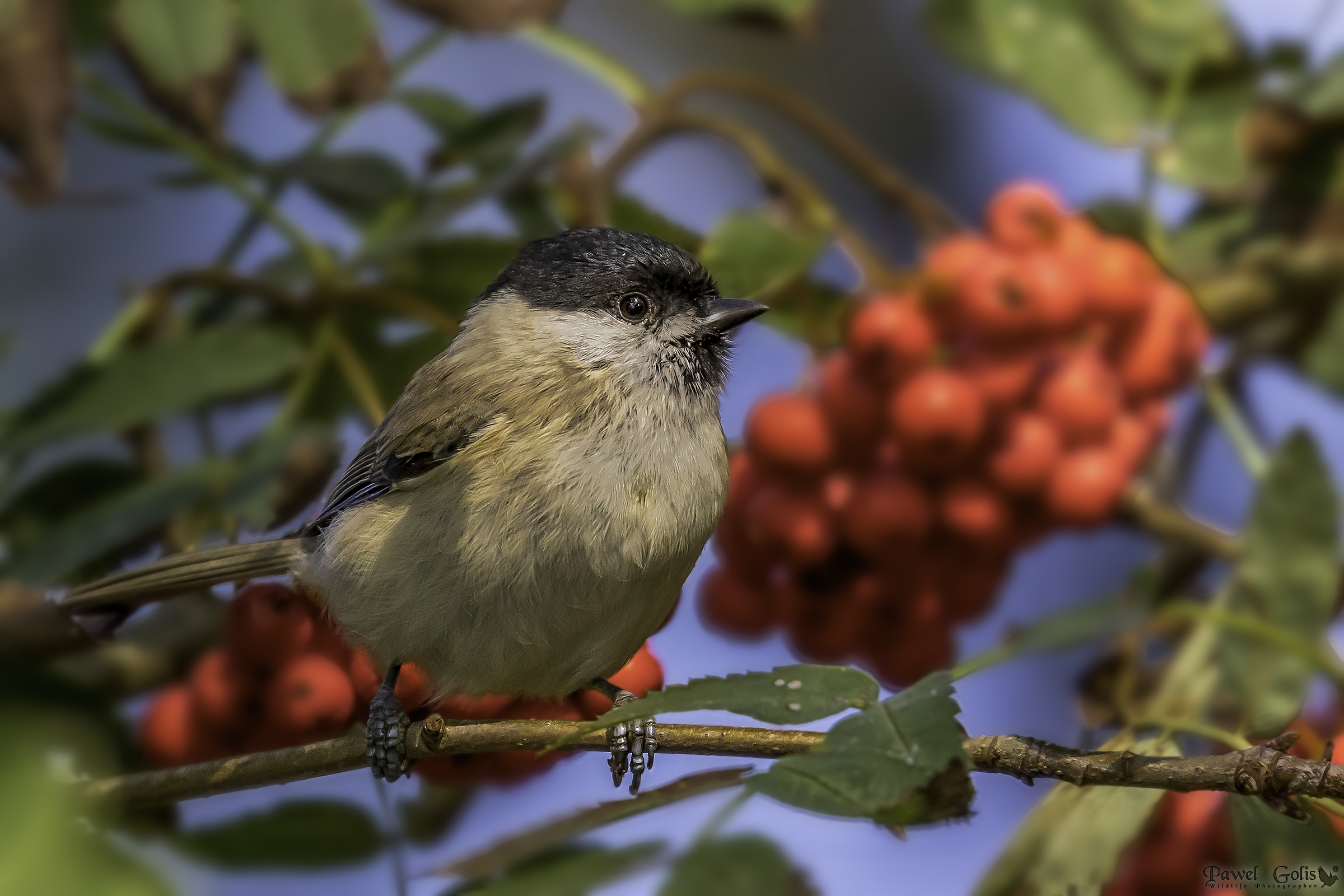Tetta di salice (Parus montanus)