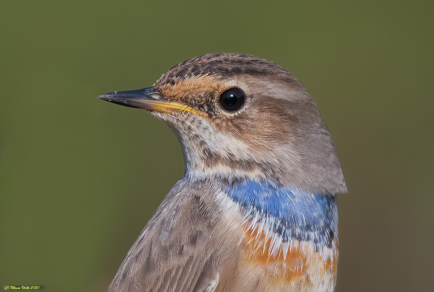 Portrait of Pettazzurro (Luscinia Svecica)