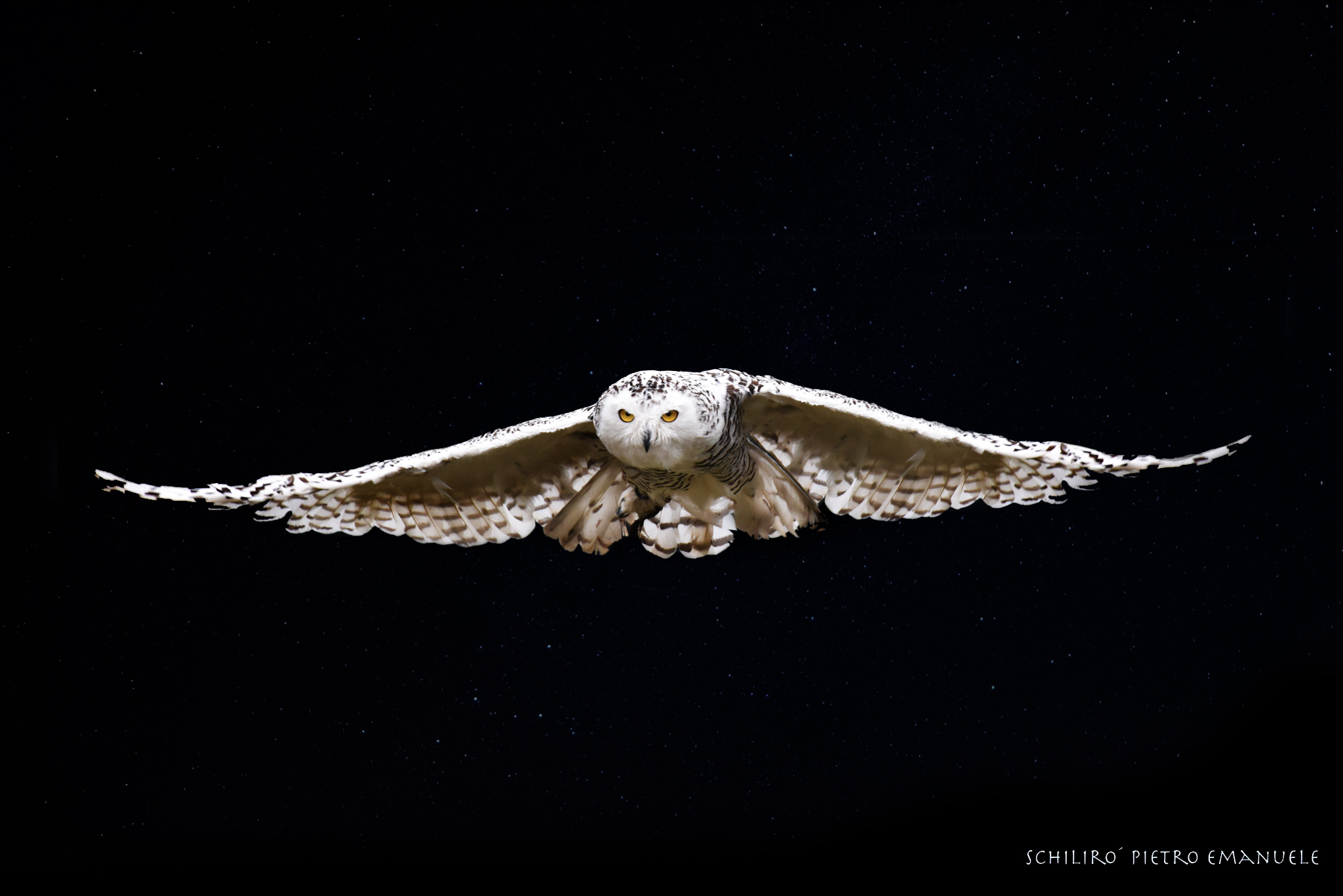 Edvige - Harry Potter