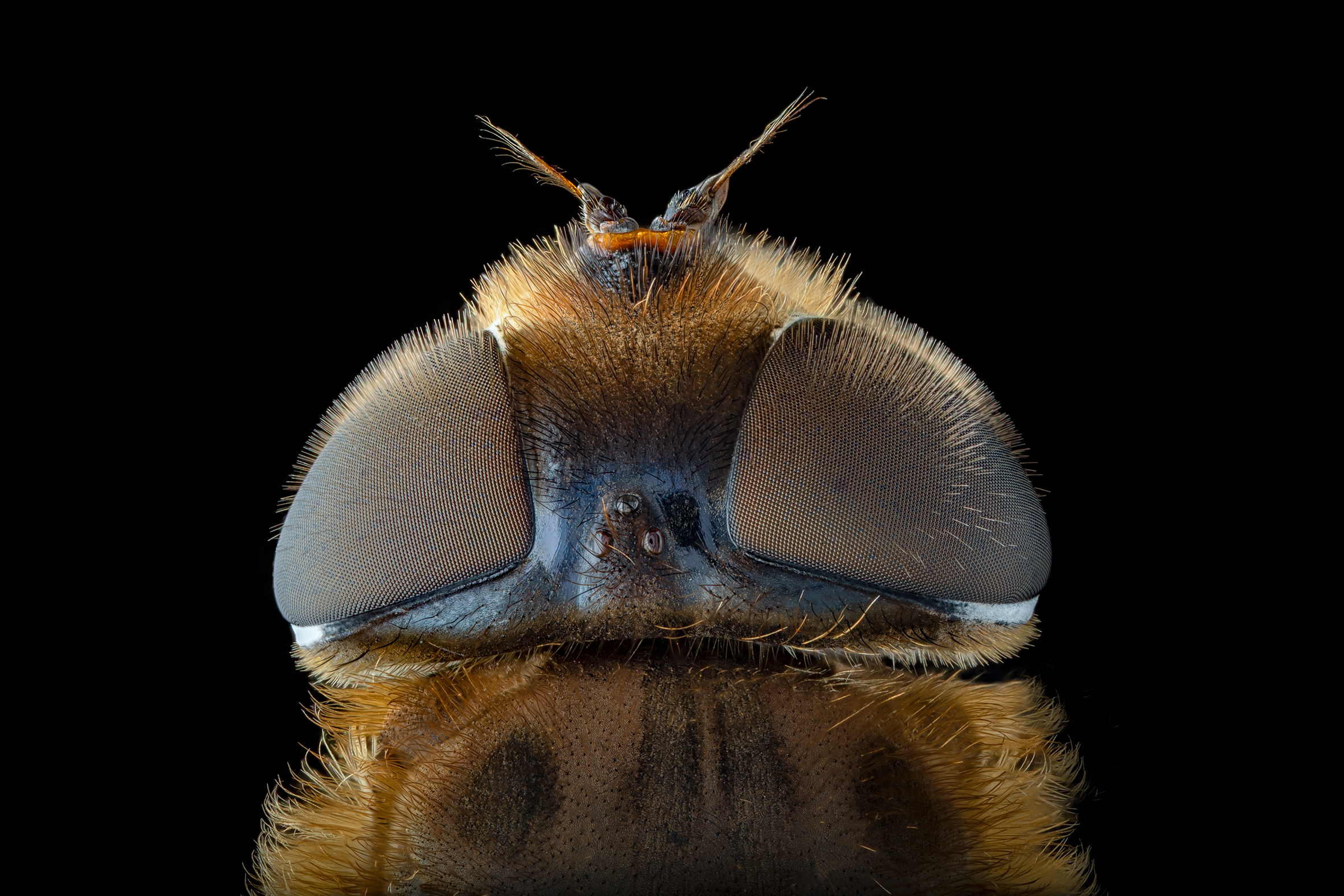 Eristalis tenax