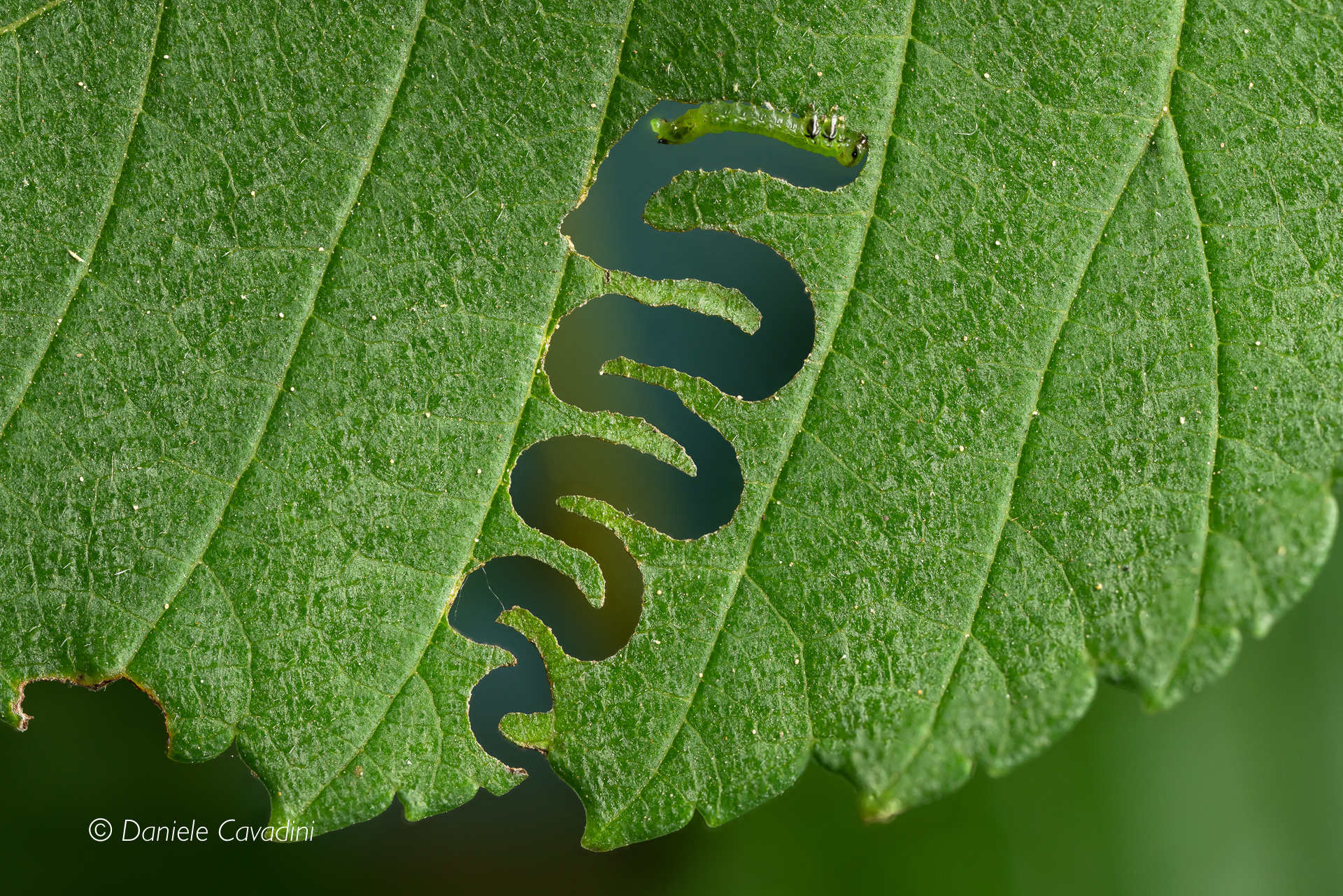 Aproceros leucopoda (Vespa zigzag)