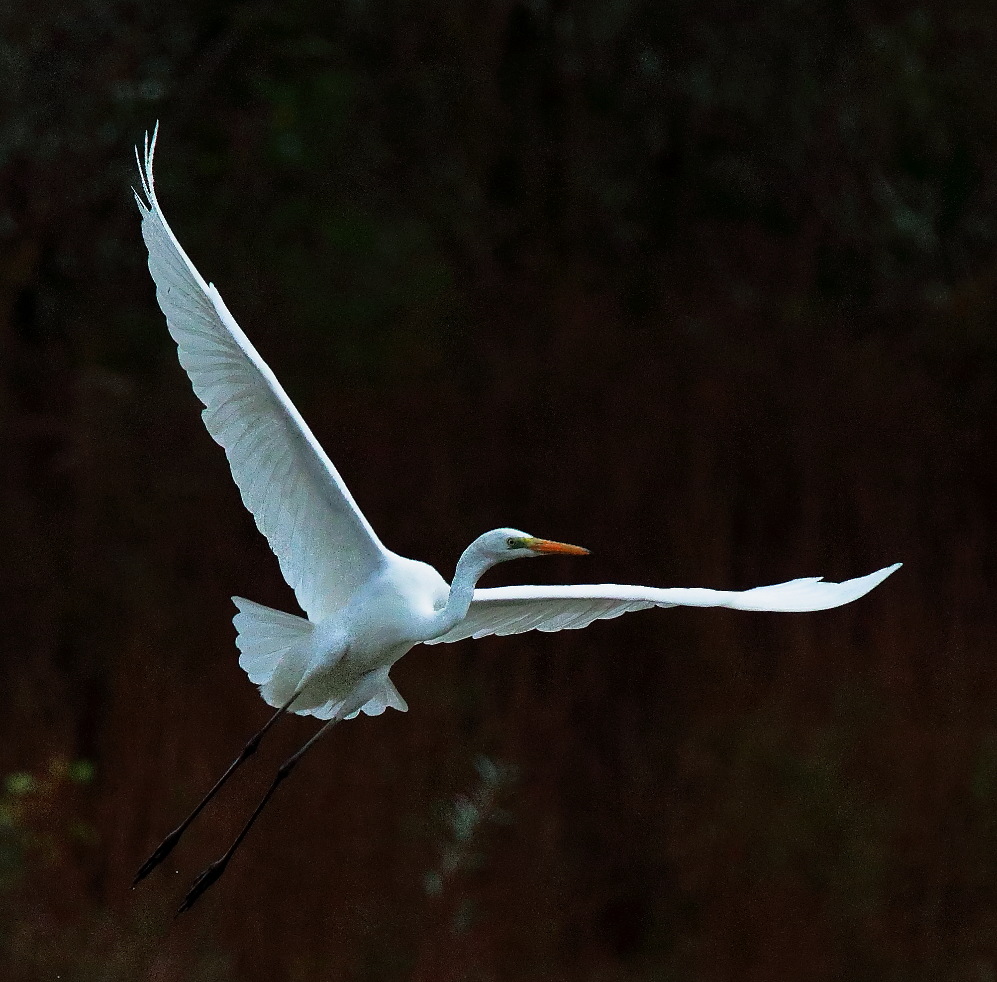 Airone bianco maggiore