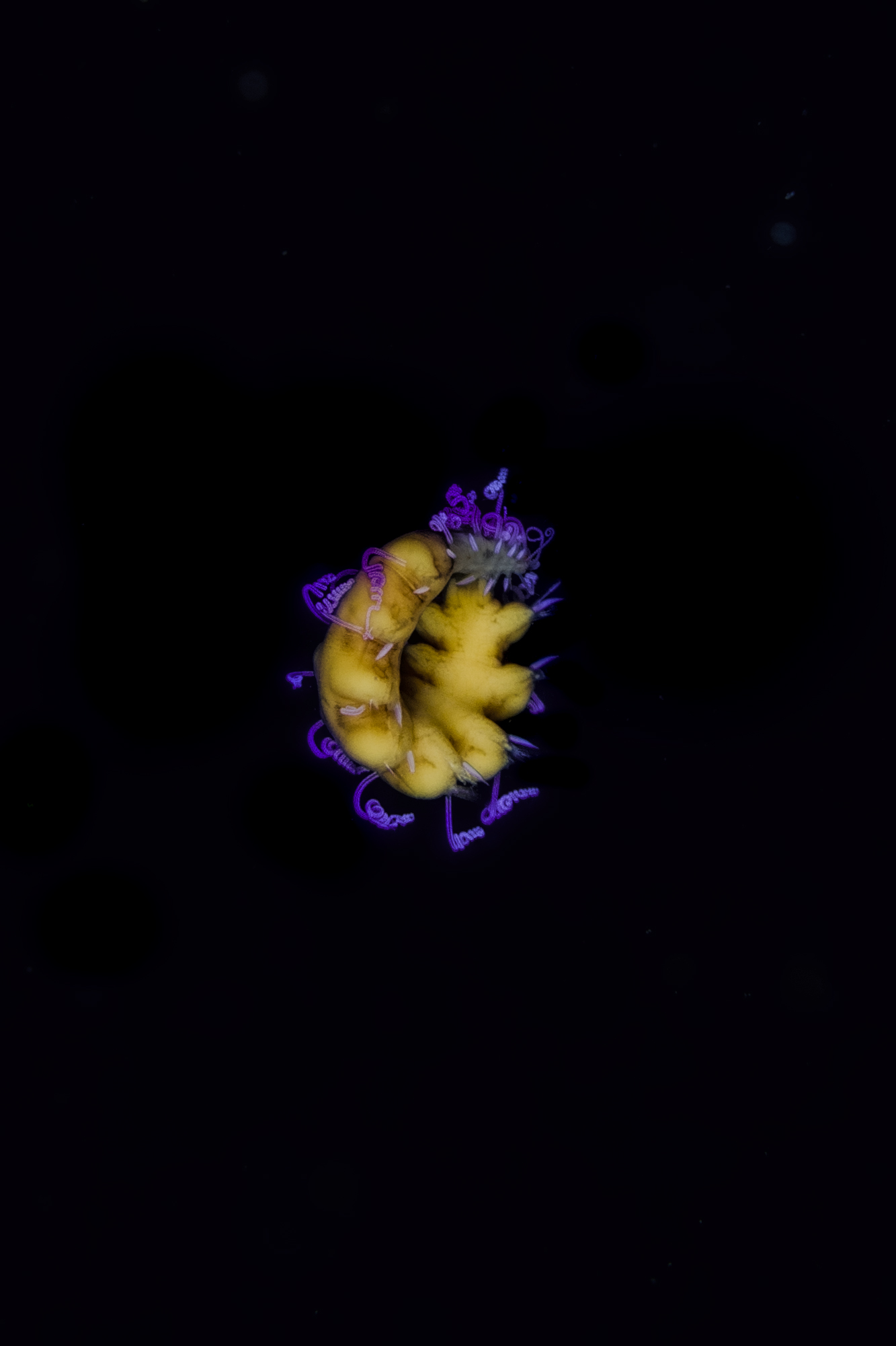 Oloturia in fase larvale