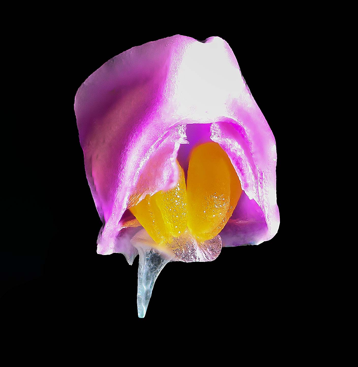 Phalaenopsis violacea anther cap e pollinia