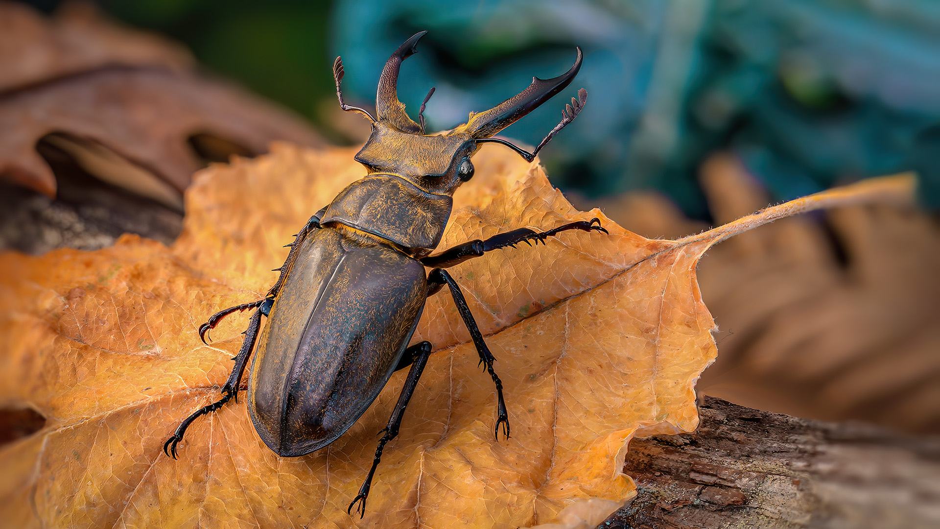 Lucanus