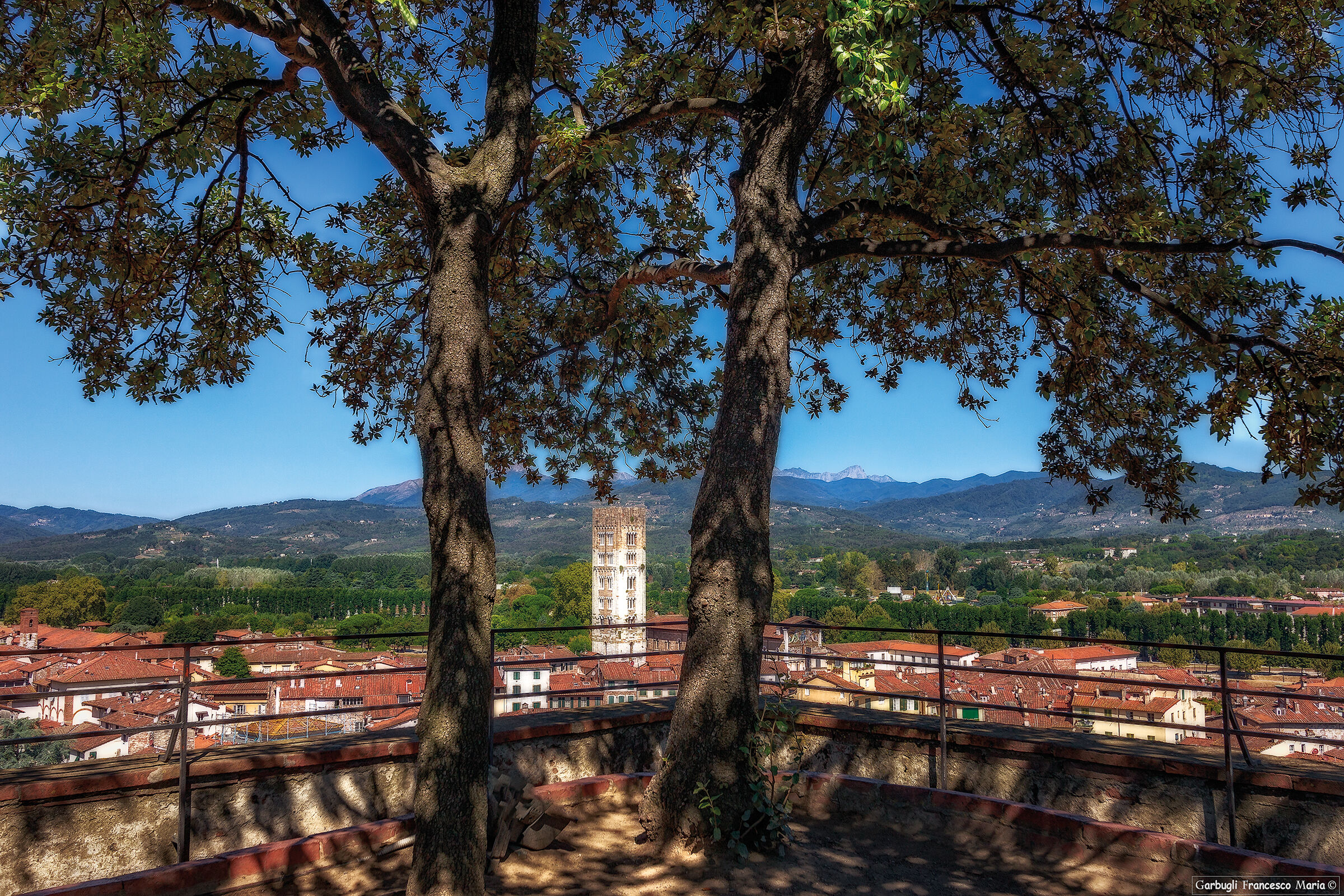 From lucca's hanging garden