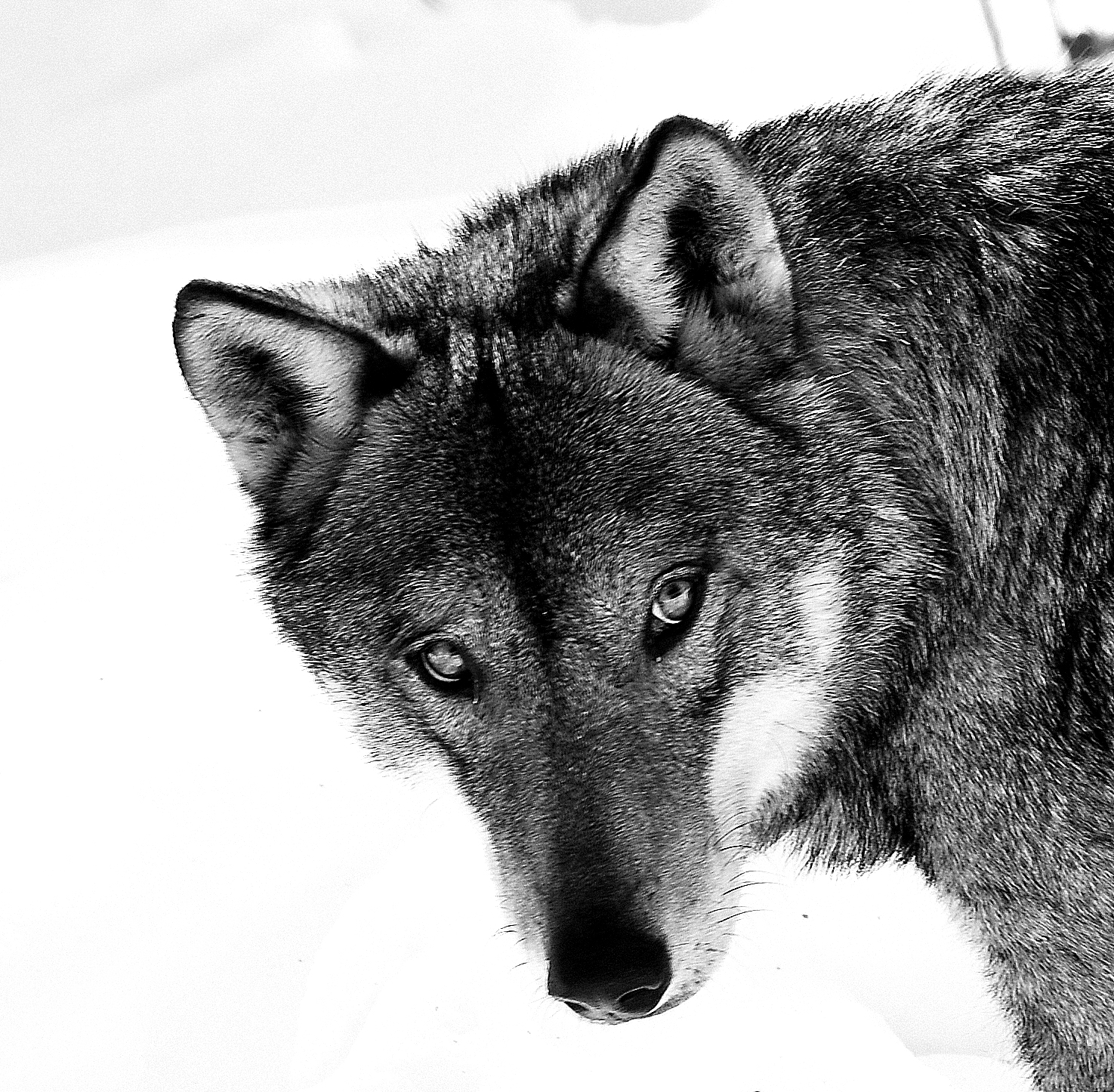 Primo piano del lupo in b/n