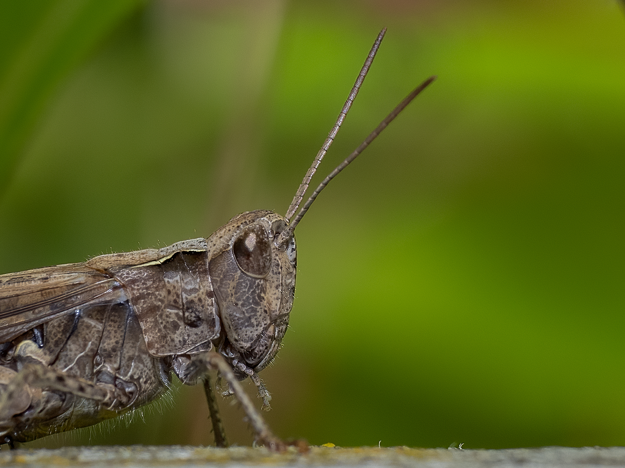 Calliptamus italicus