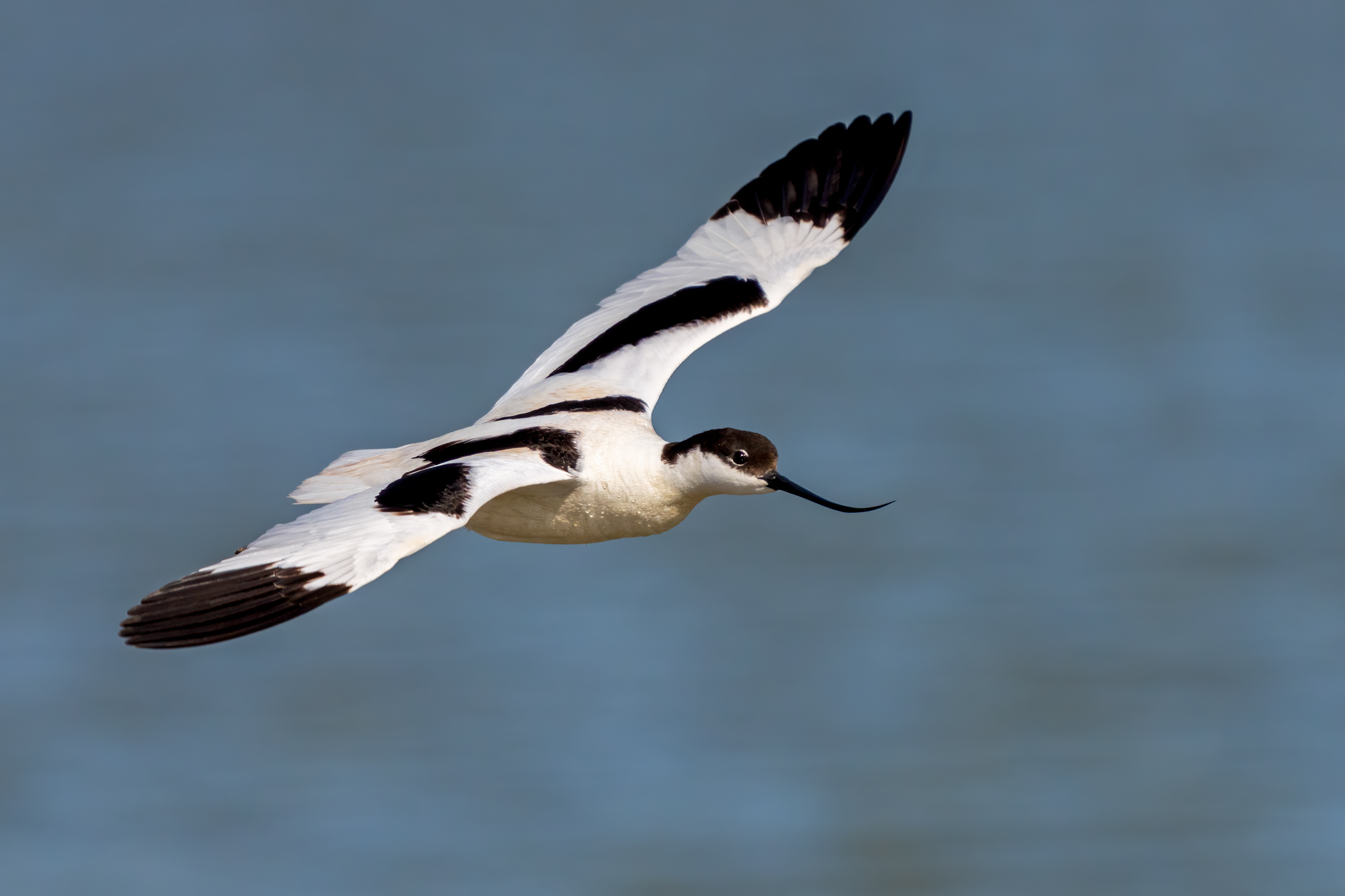 Avocetta, New