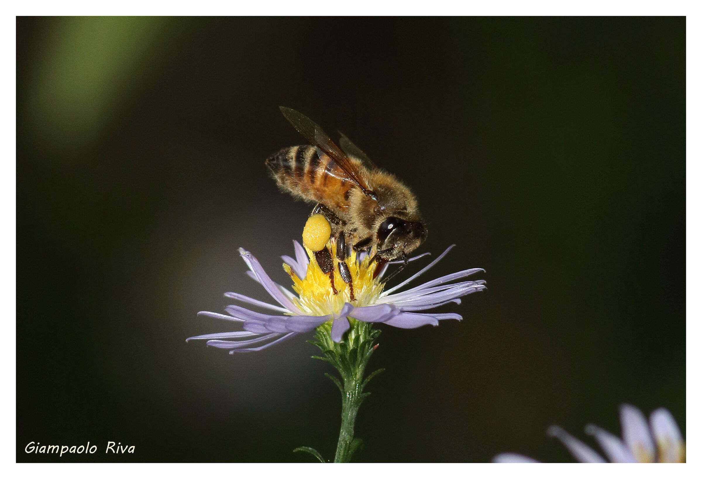 bees and seven-year-olds