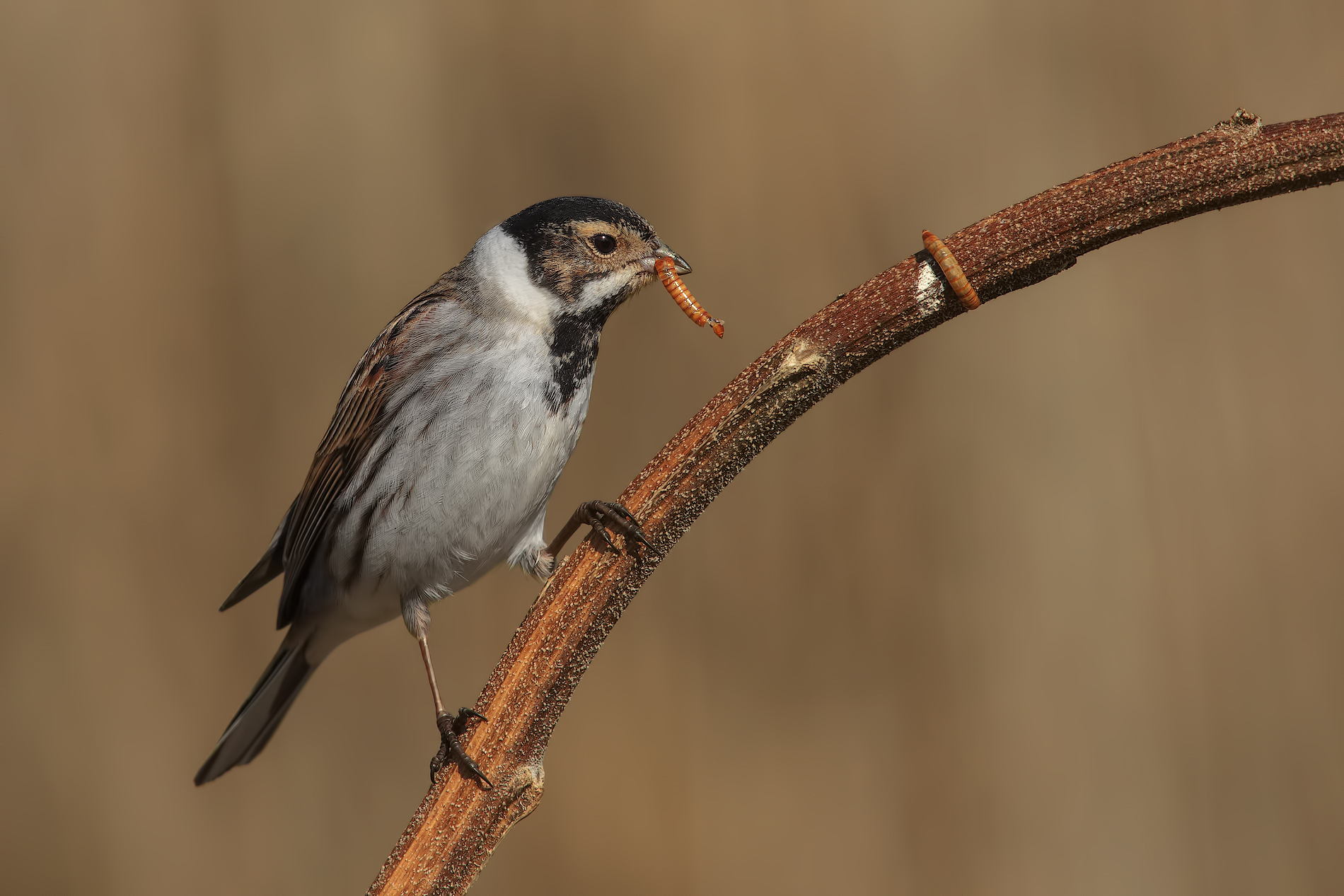 migliarino with Gremignolo