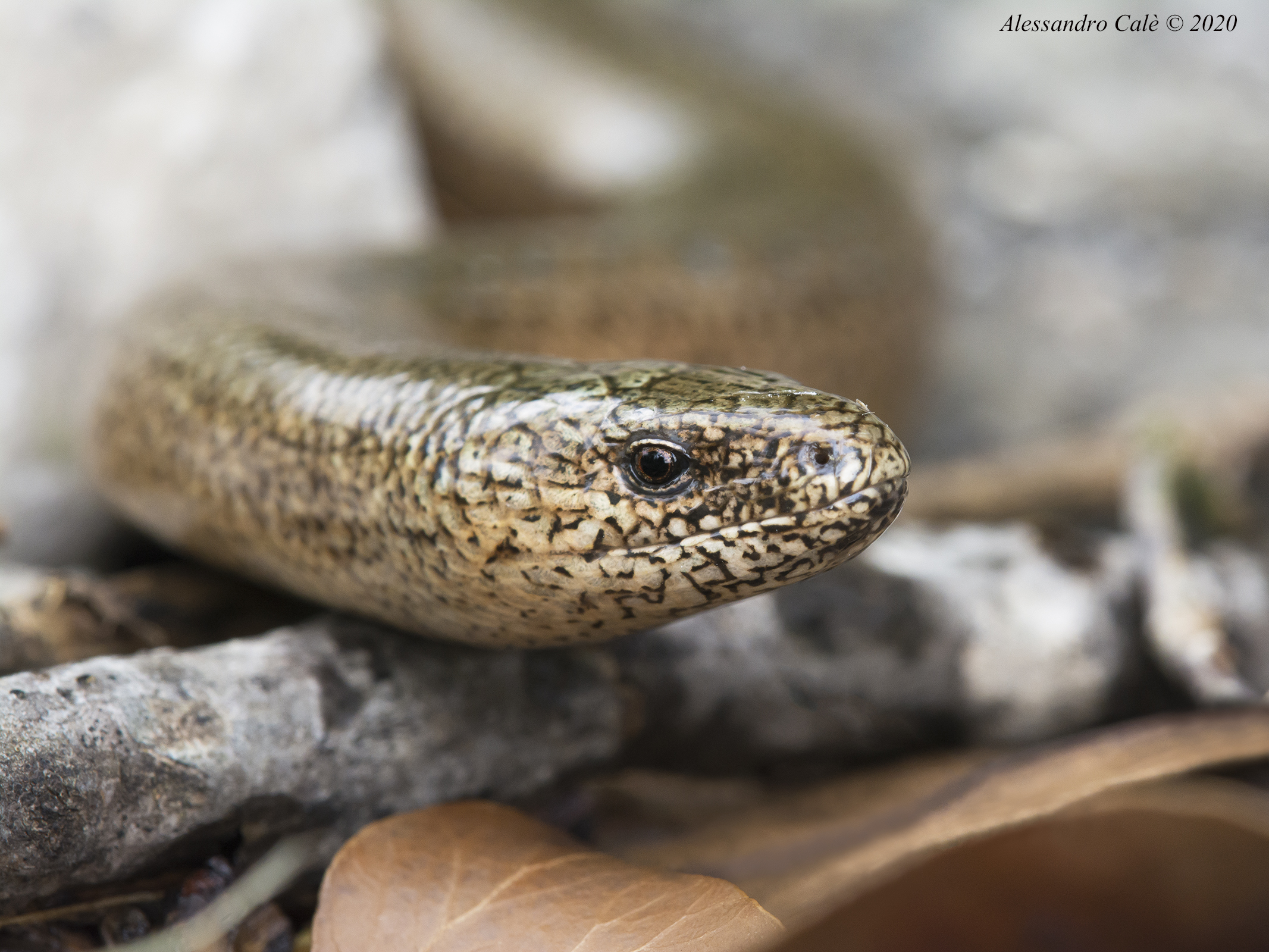 Angelus fragilis (Orbettino) 0389