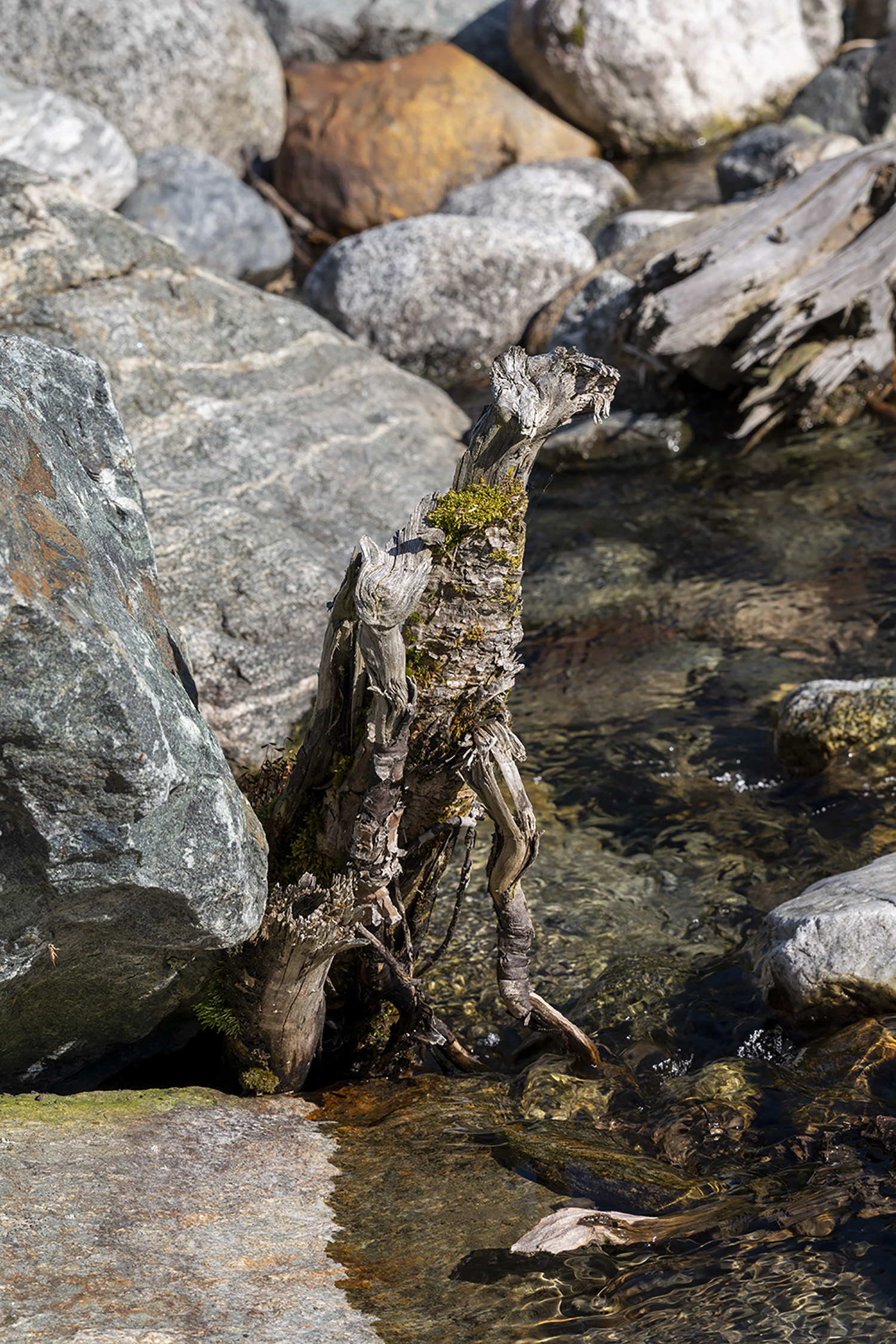 The Dragon of the River