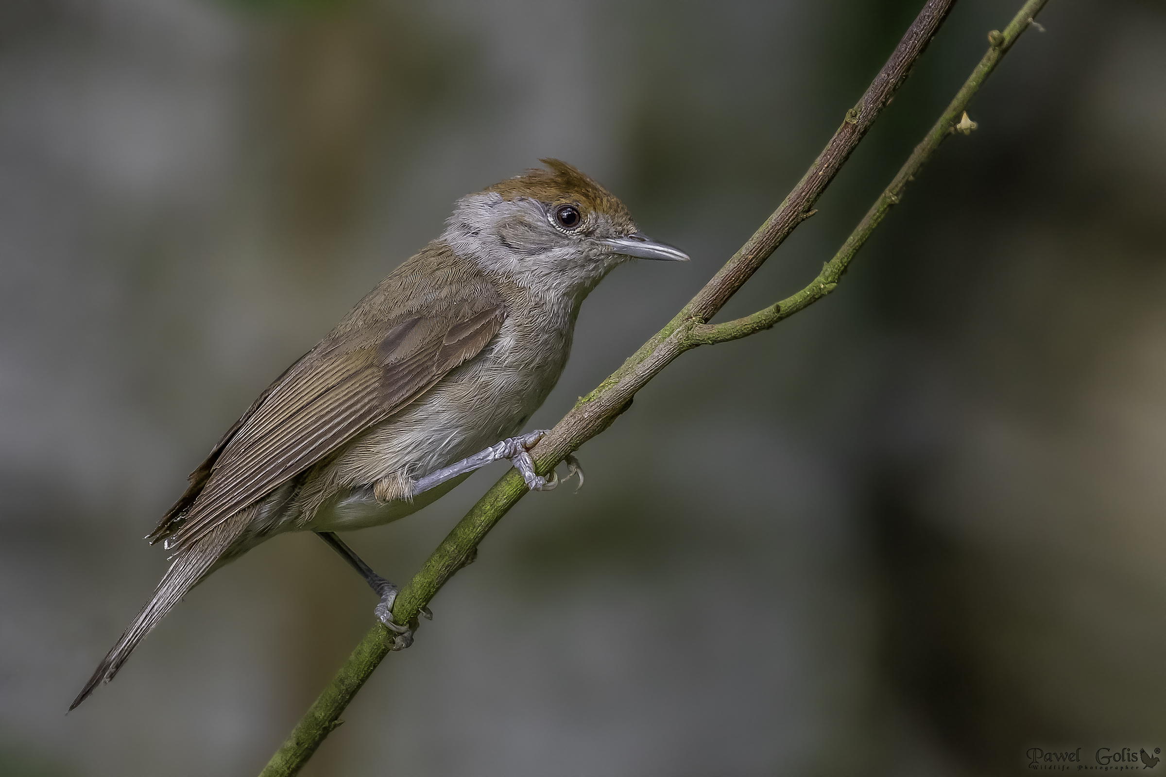 Eurasian blackcap v2 (Sylvia atricapilla)