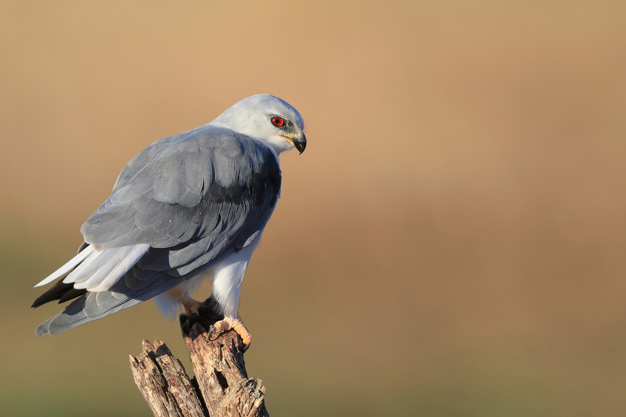 occhio rubino, nibbio bianco